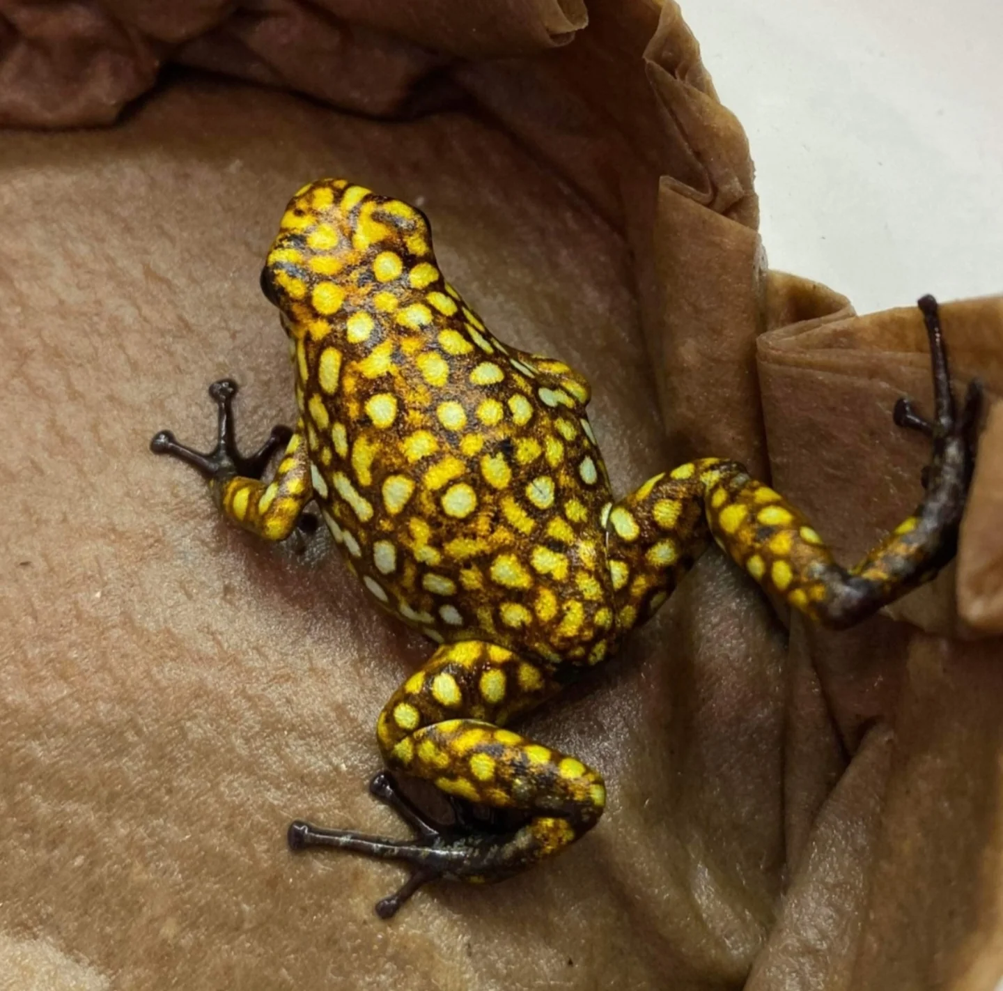 Oophaga sylvatica "Situwa" - Image 2