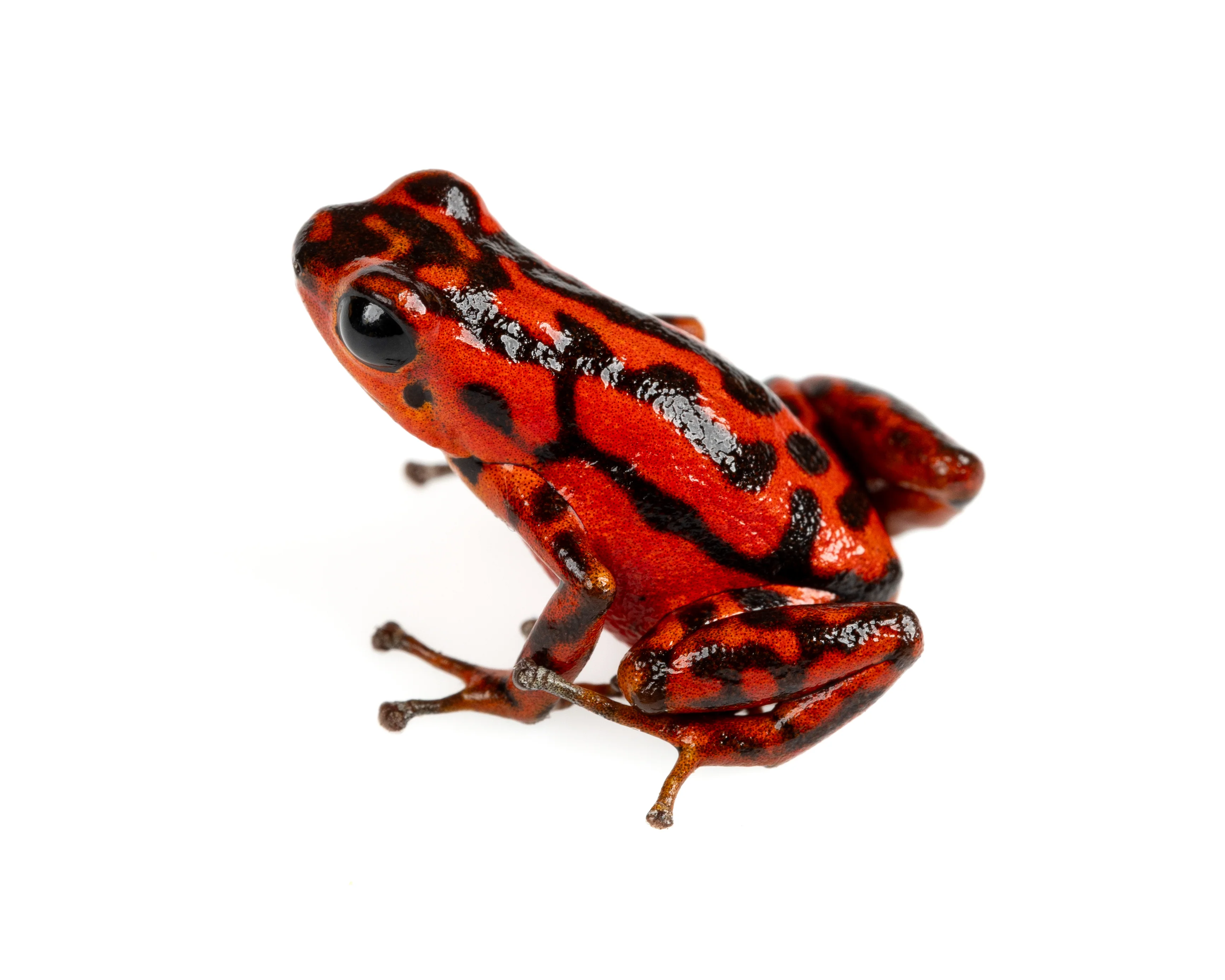 Oophaga vicentei "Red"