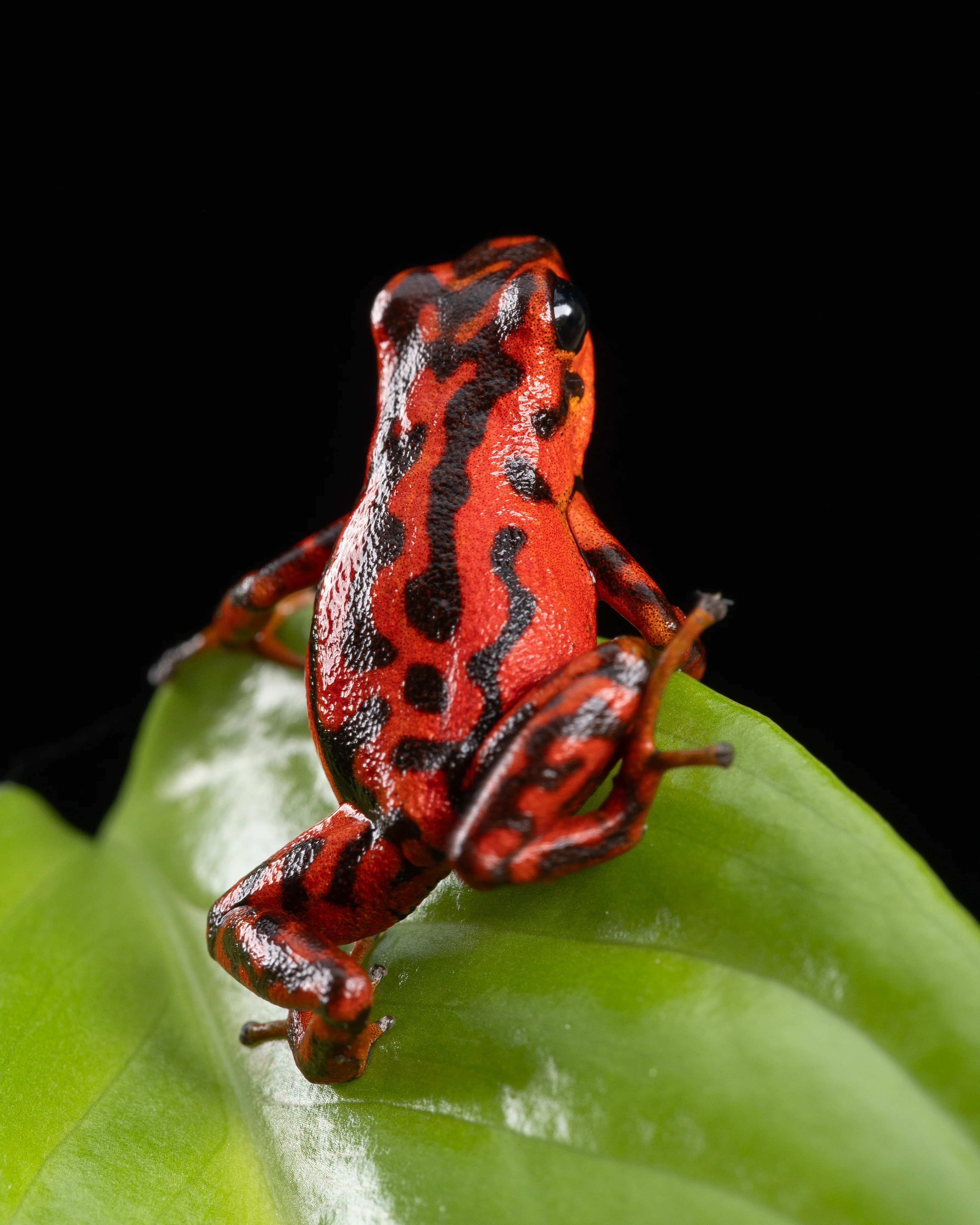 Oophaga vicentei "Red" - Image 3