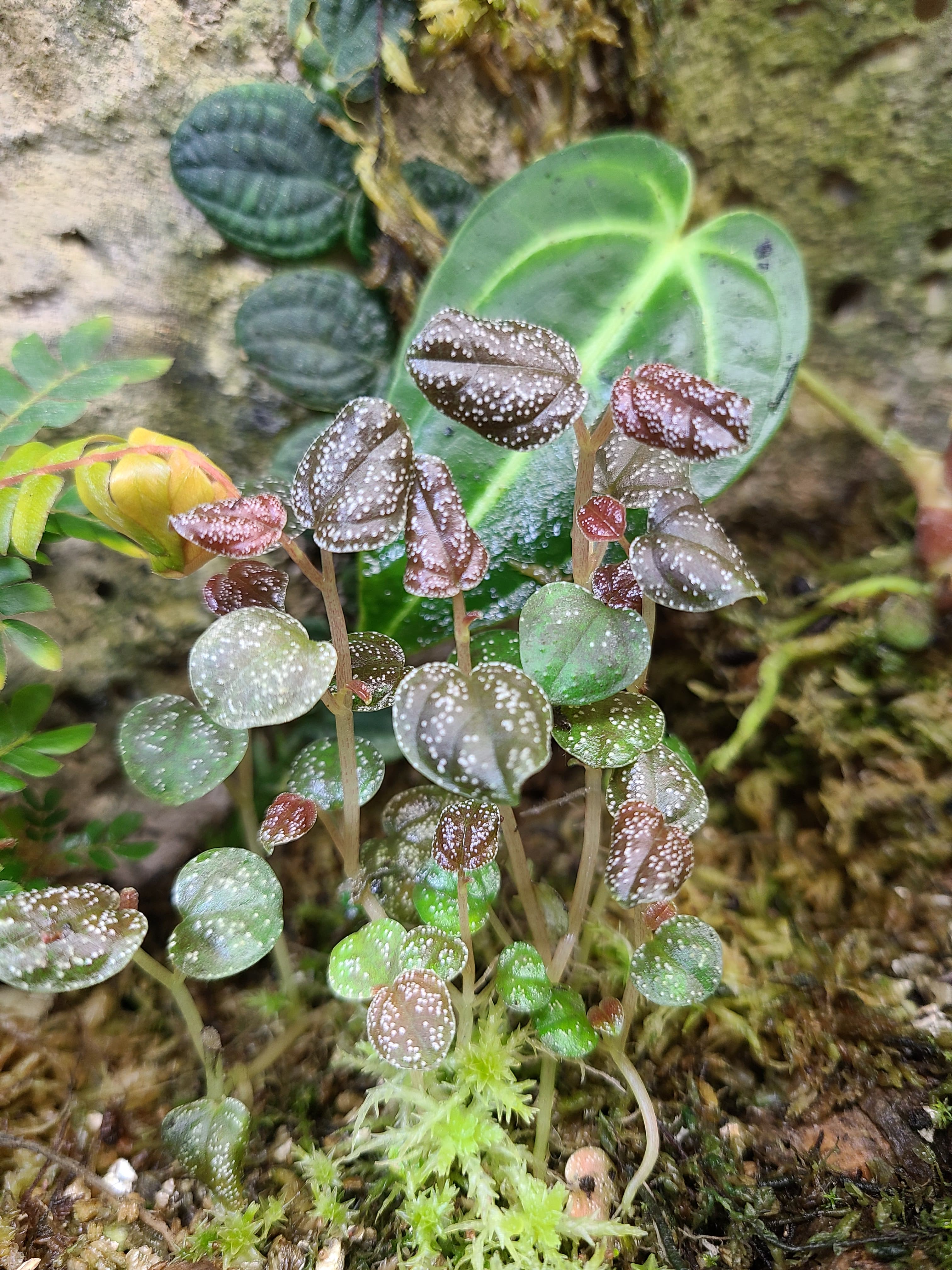 Peperomia antoniana - Image 2