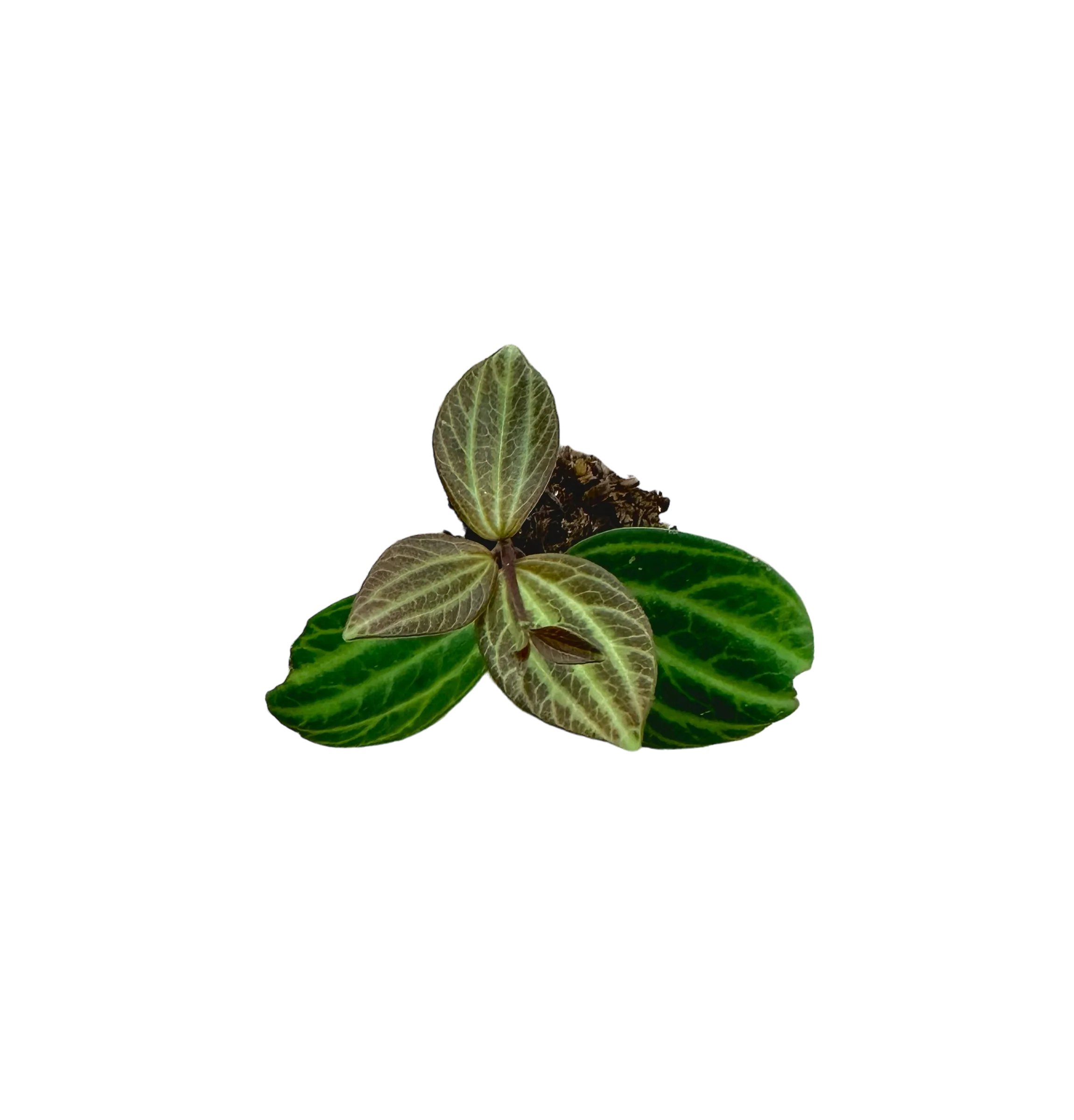 Peperomia dahlstedtii