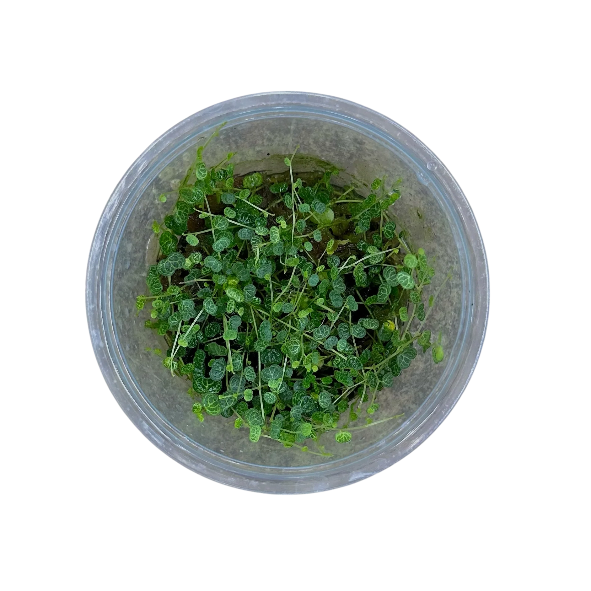 Peperomia emarginella "Ecuador" - Image 2