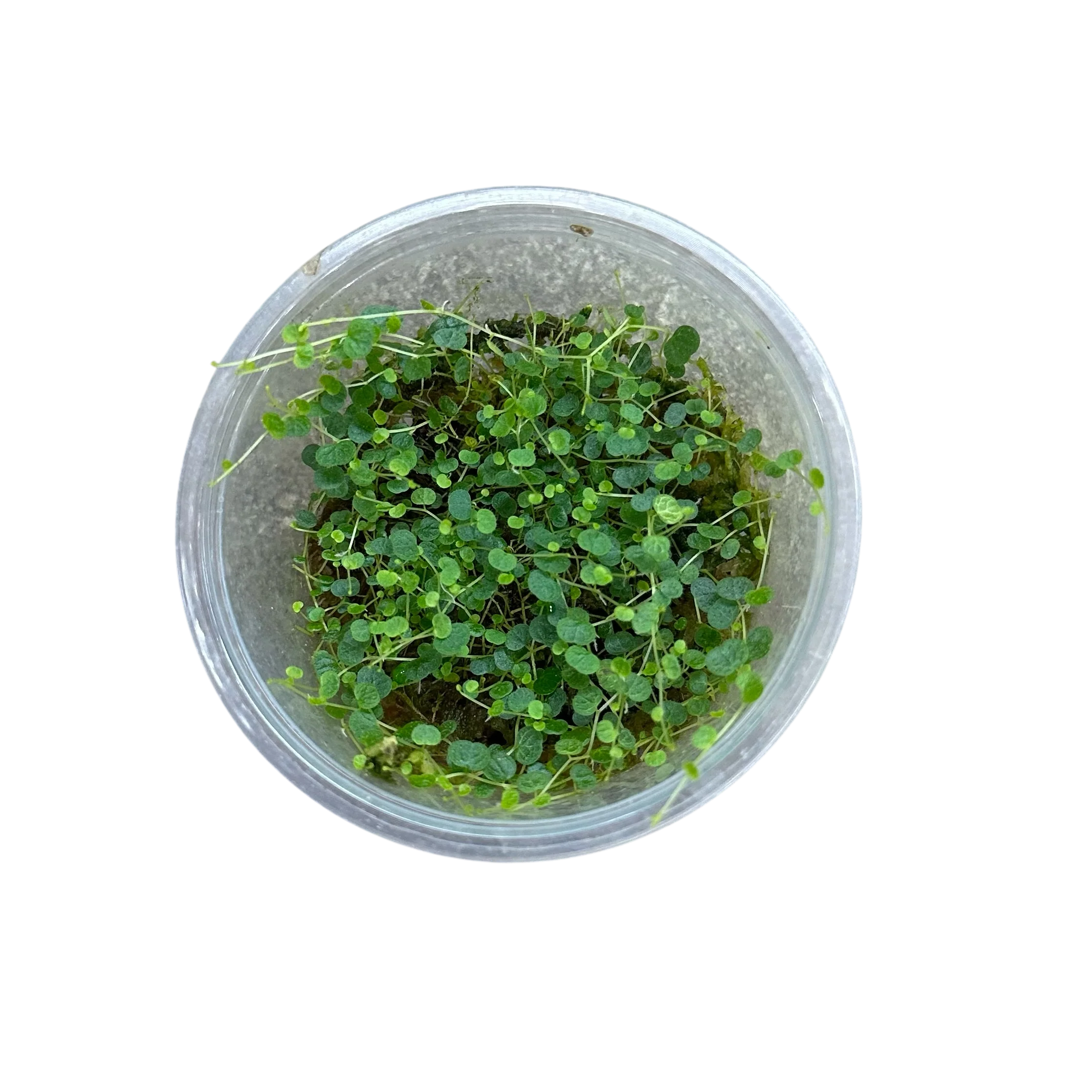 Peperomia emarginella "Ecuador" - Image 5