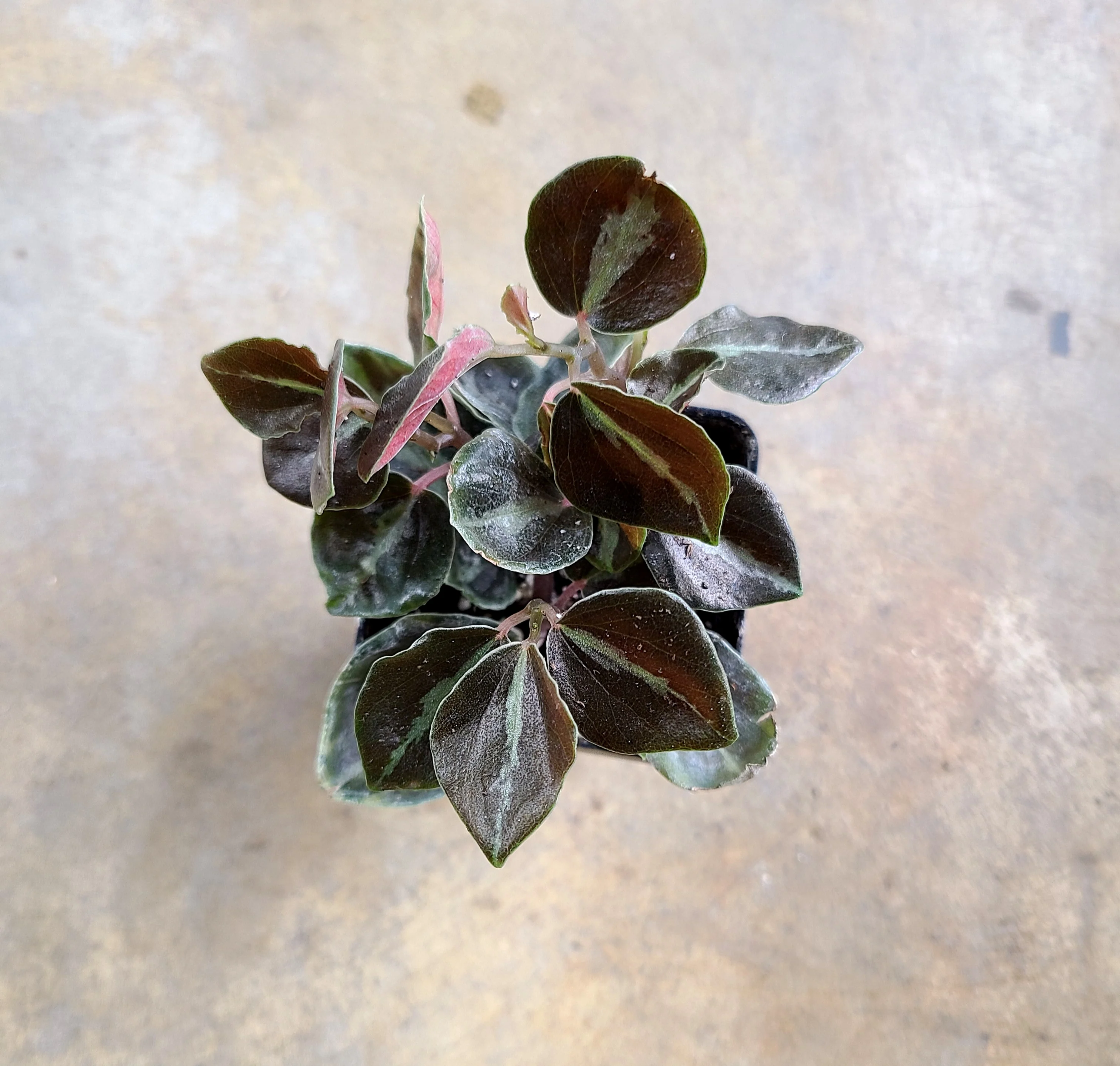 Peperomia metallica "Big Leaf"