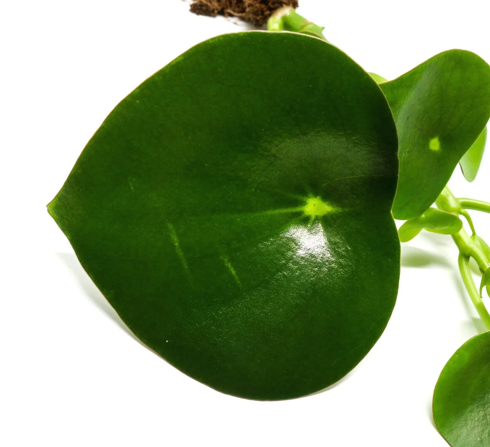 Peperomia polybotrya - Image 2