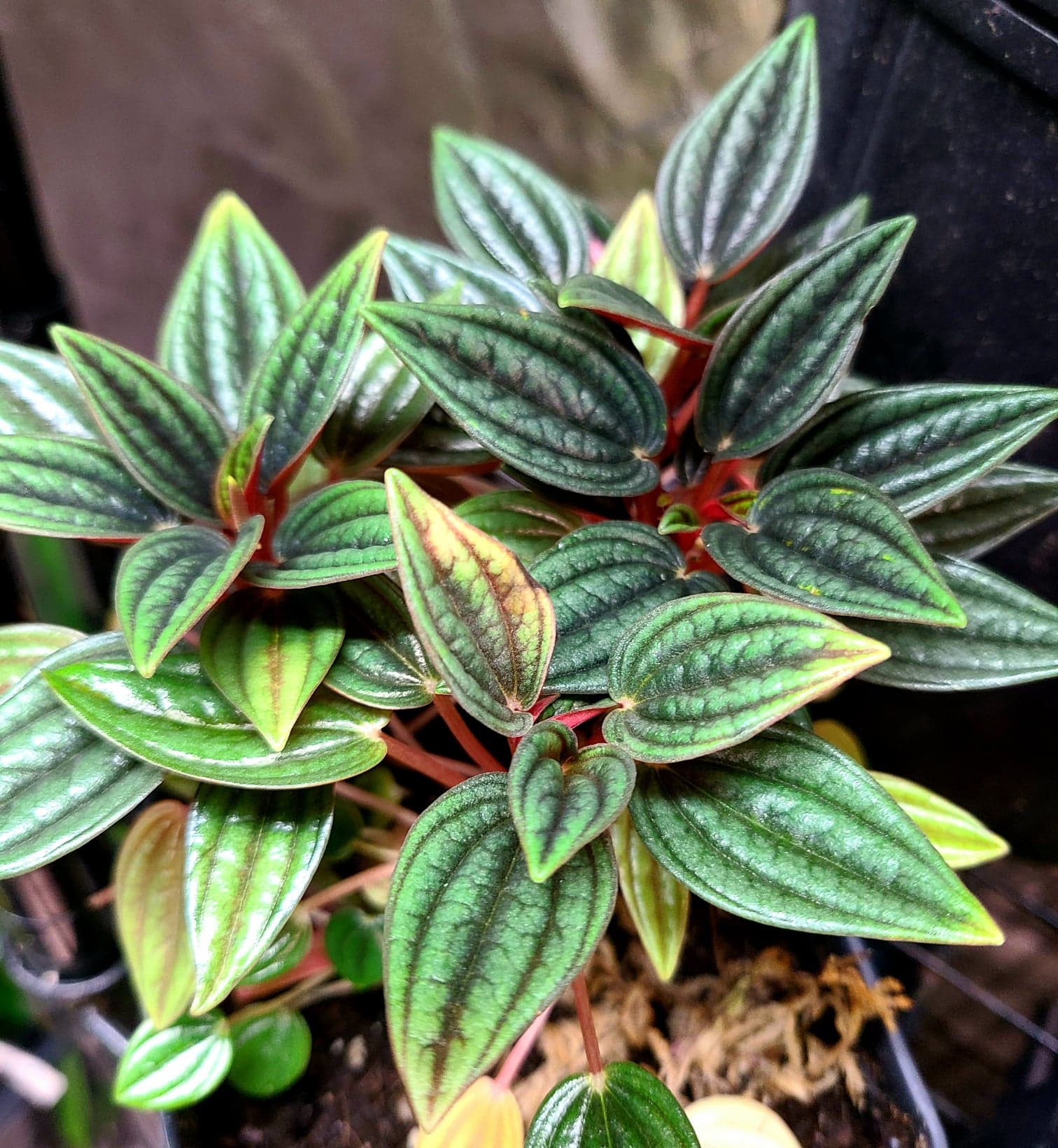 Peperomia Rosso