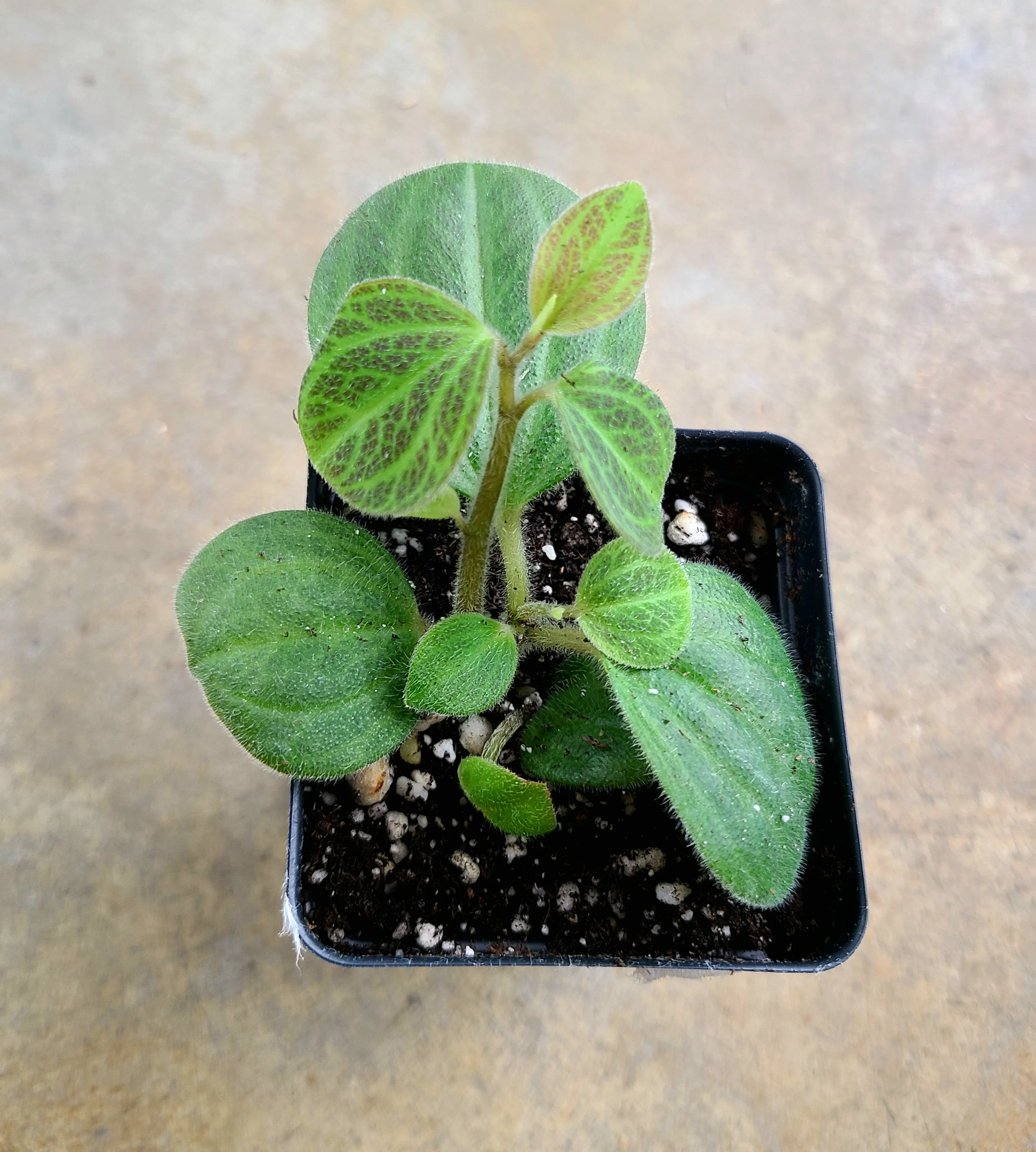 Peperomia Tingo Maria