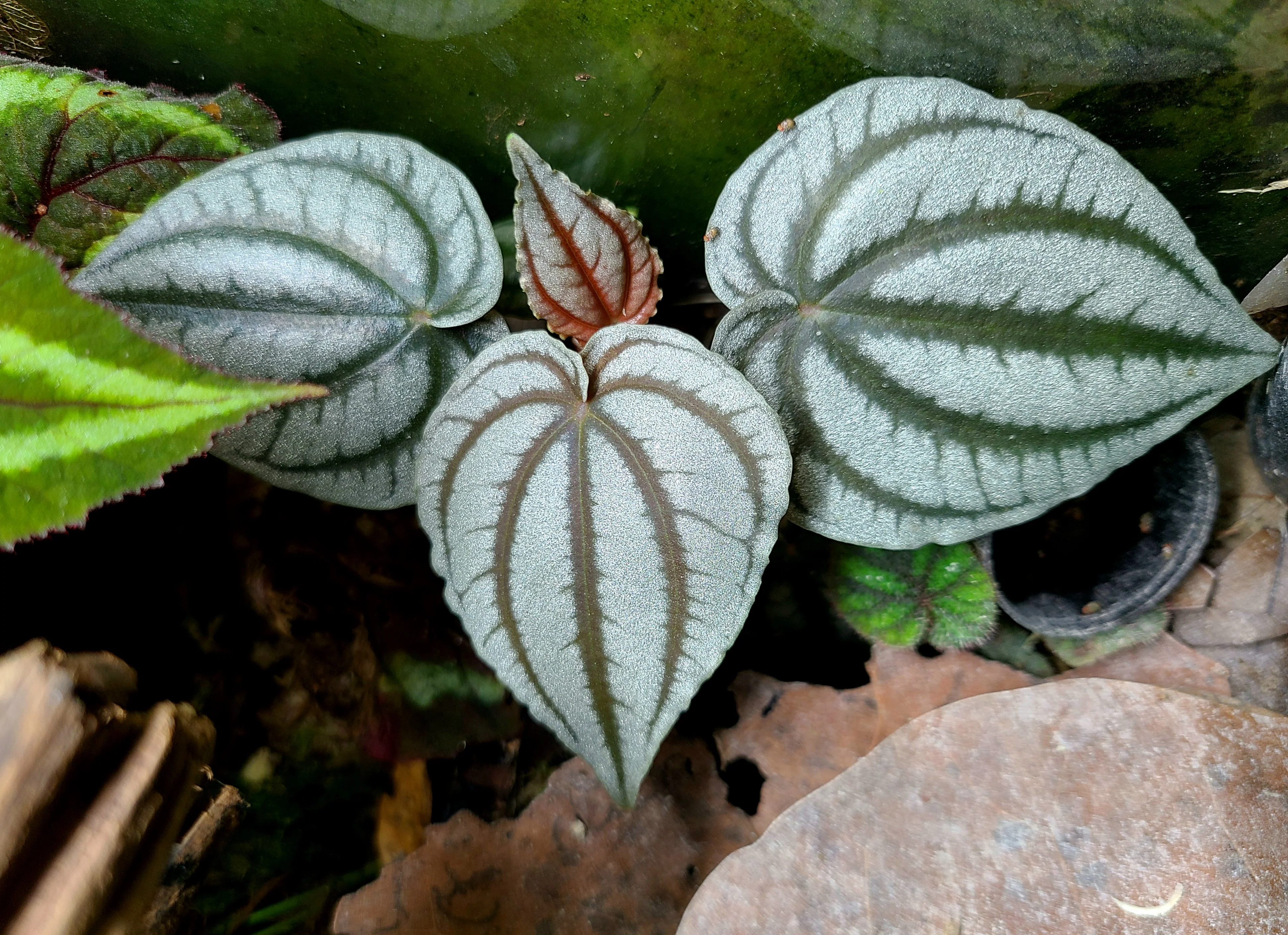 Peperomia turboensis - Image 3