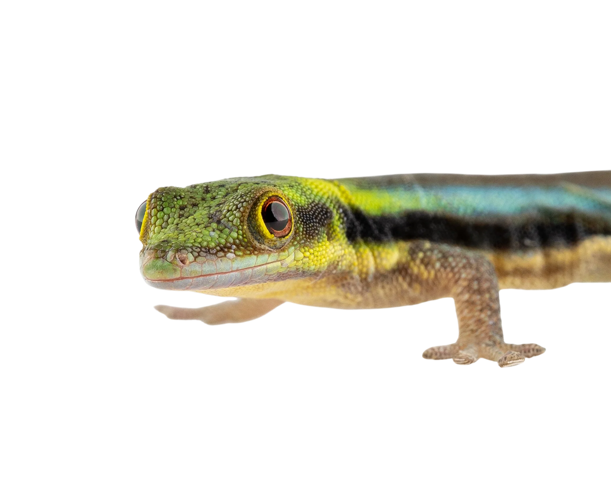 Phelsuma klemmeri - Yellow Headed Day Gecko - Image 3