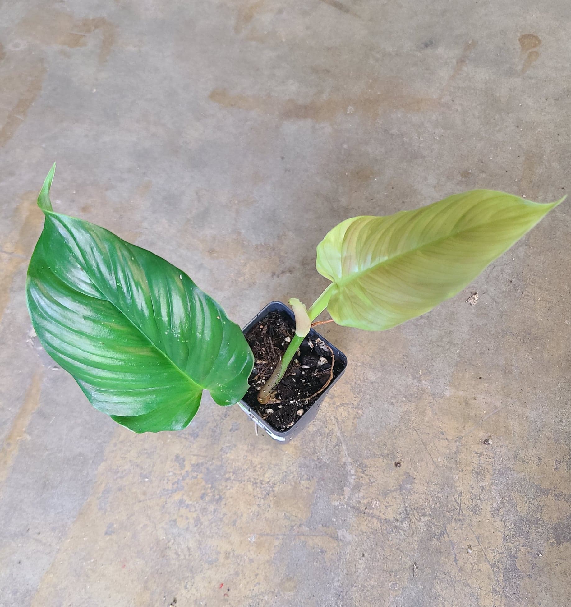 Philodendron alatiundulatum