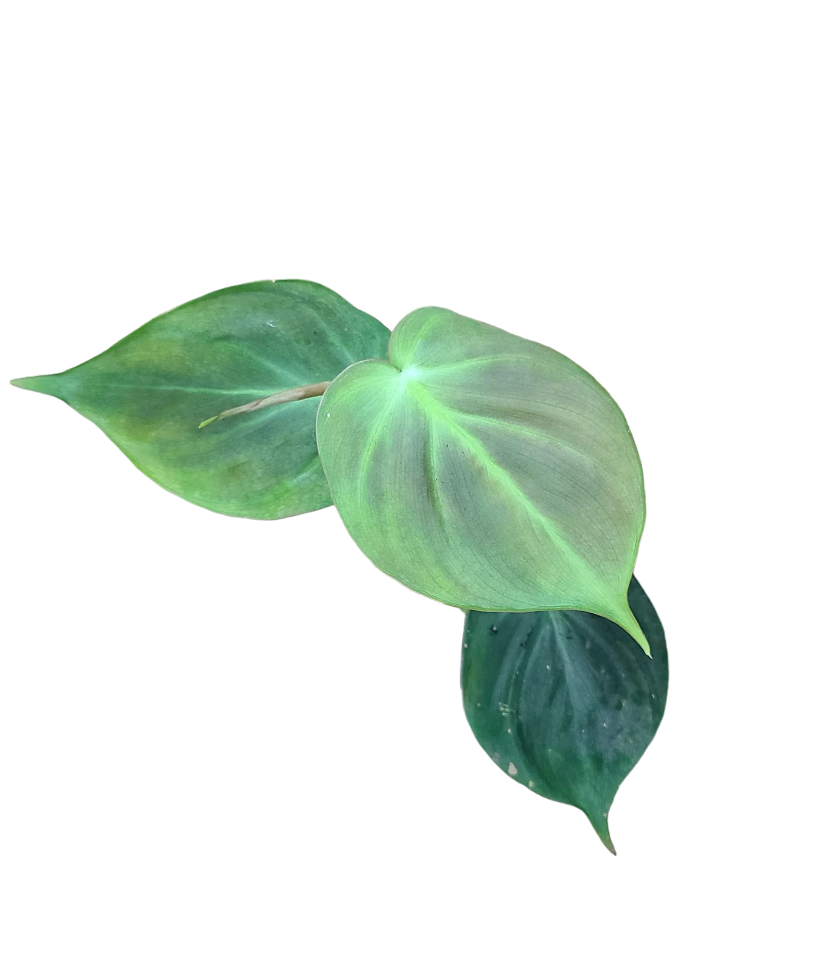 Philodendron camposportoanum