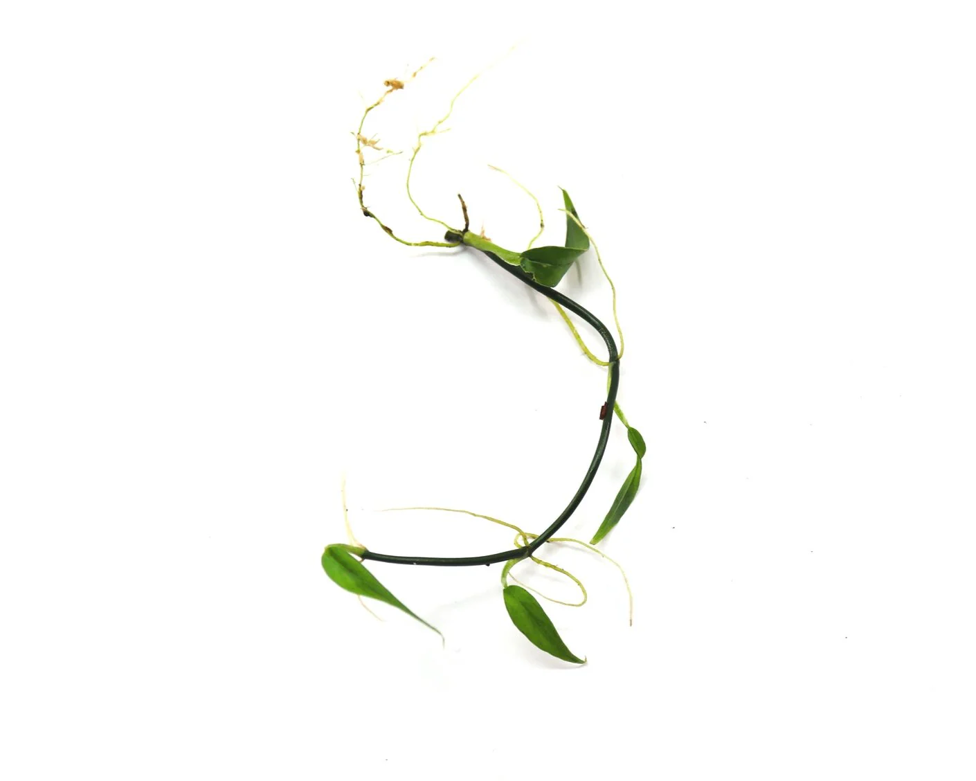 Philodendron chinchamayense