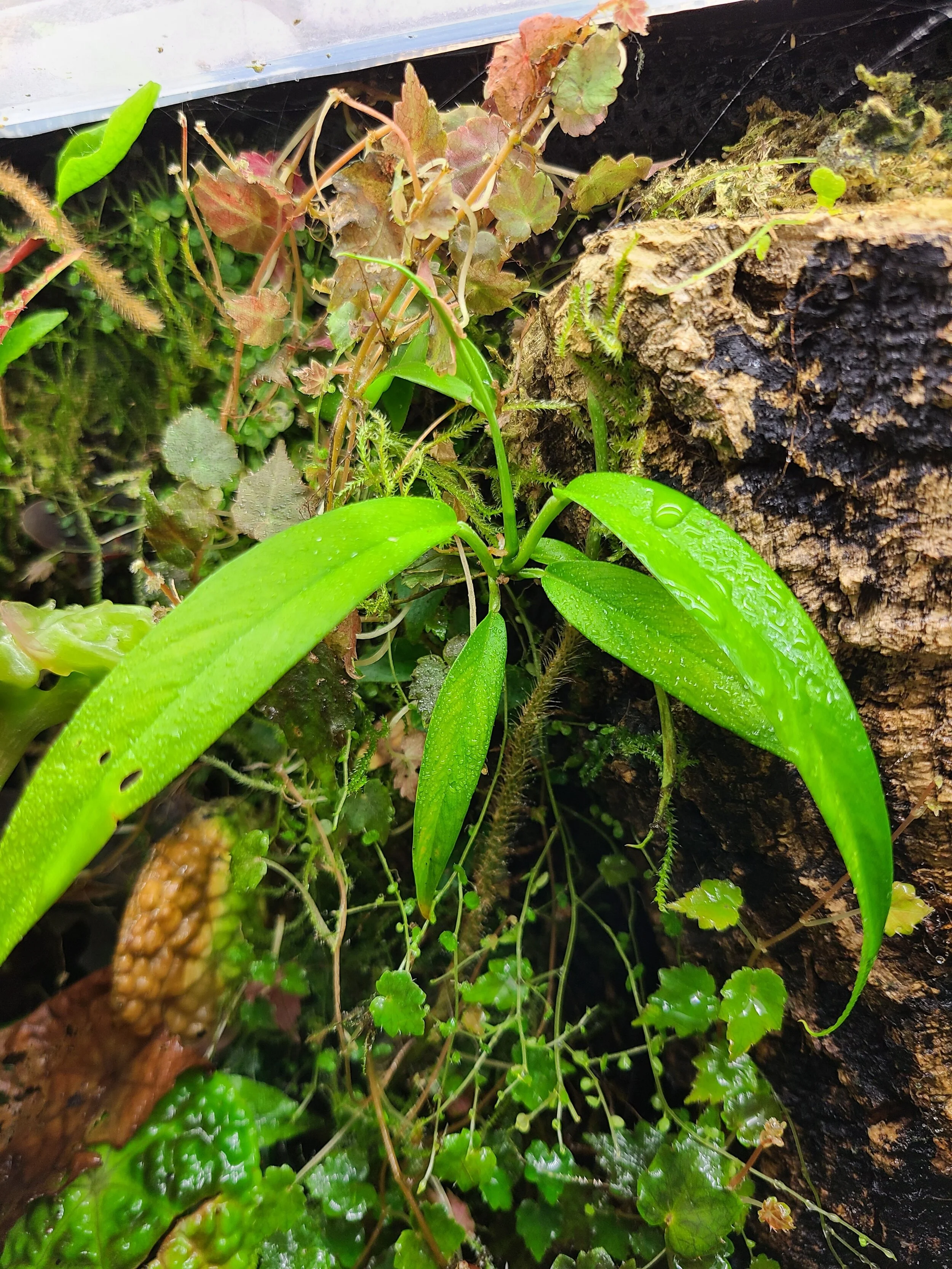 Philodendron chinchamayense - Image 2