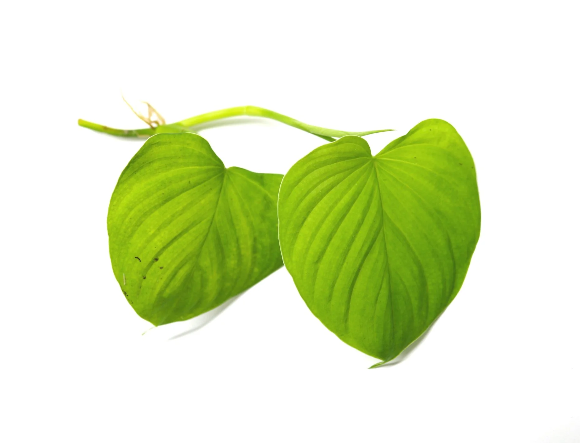 Philodendron fibraecataphyllum / sp. Peru - Image 2