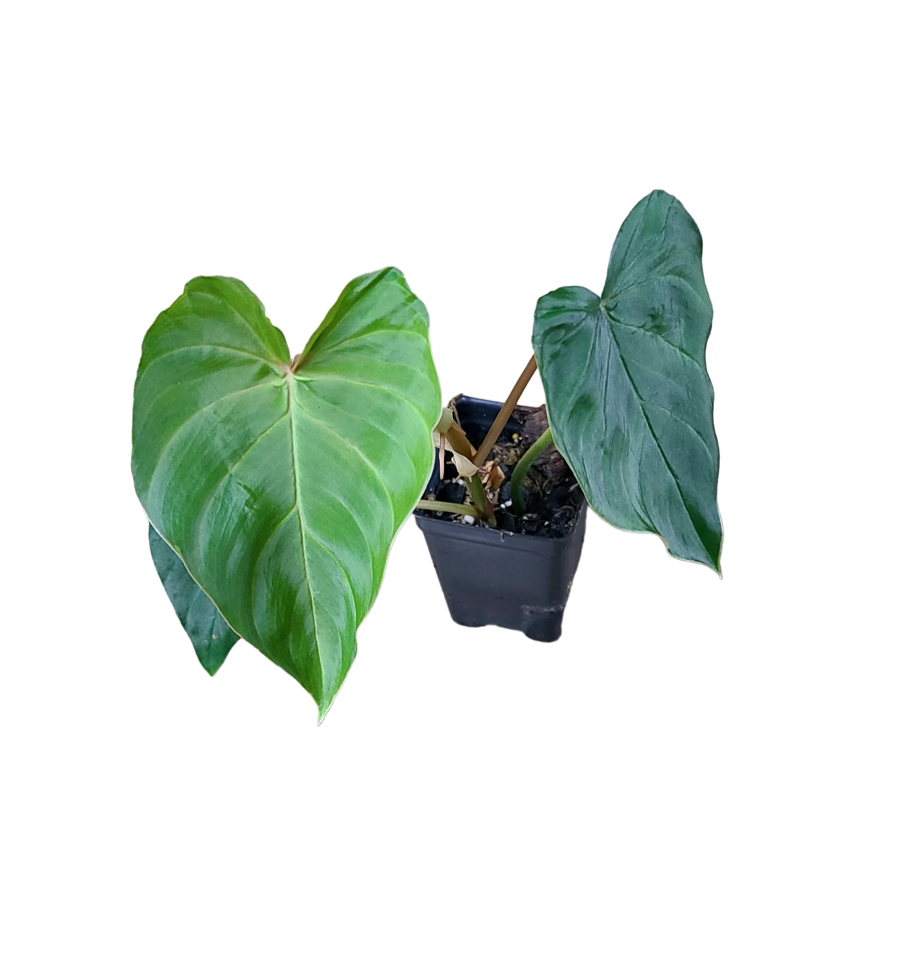 Philodendron fibrosum 'Type'