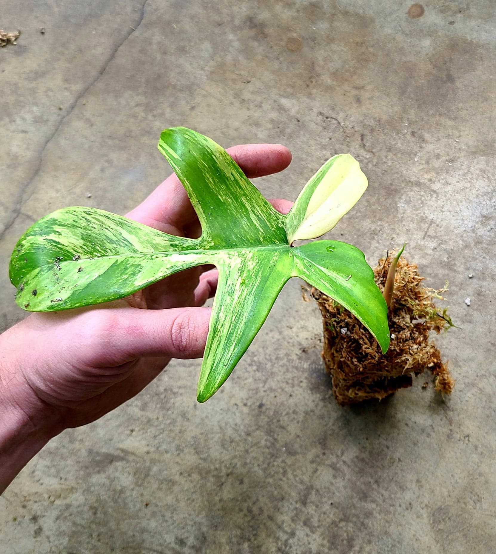 Philodendron "Florida Beauty" - Image 2
