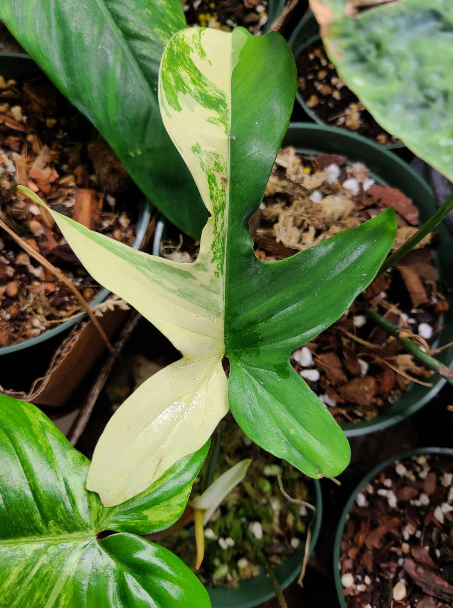 Philodendron "Florida Beauty" - Image 3