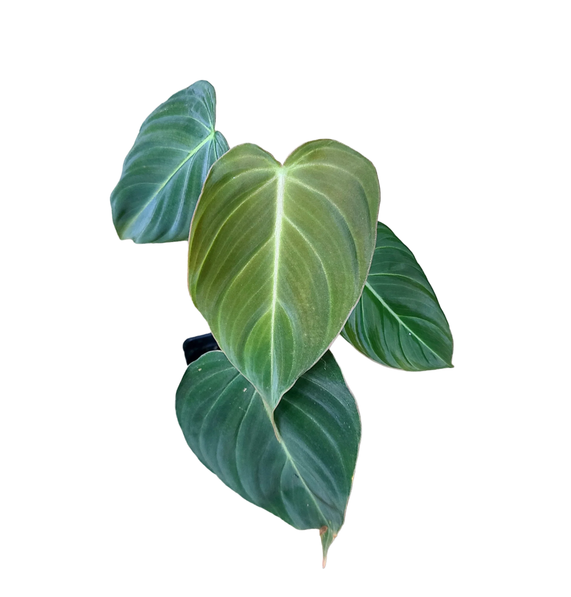 Philodendron glorious (gloriosum x melanochrysum)