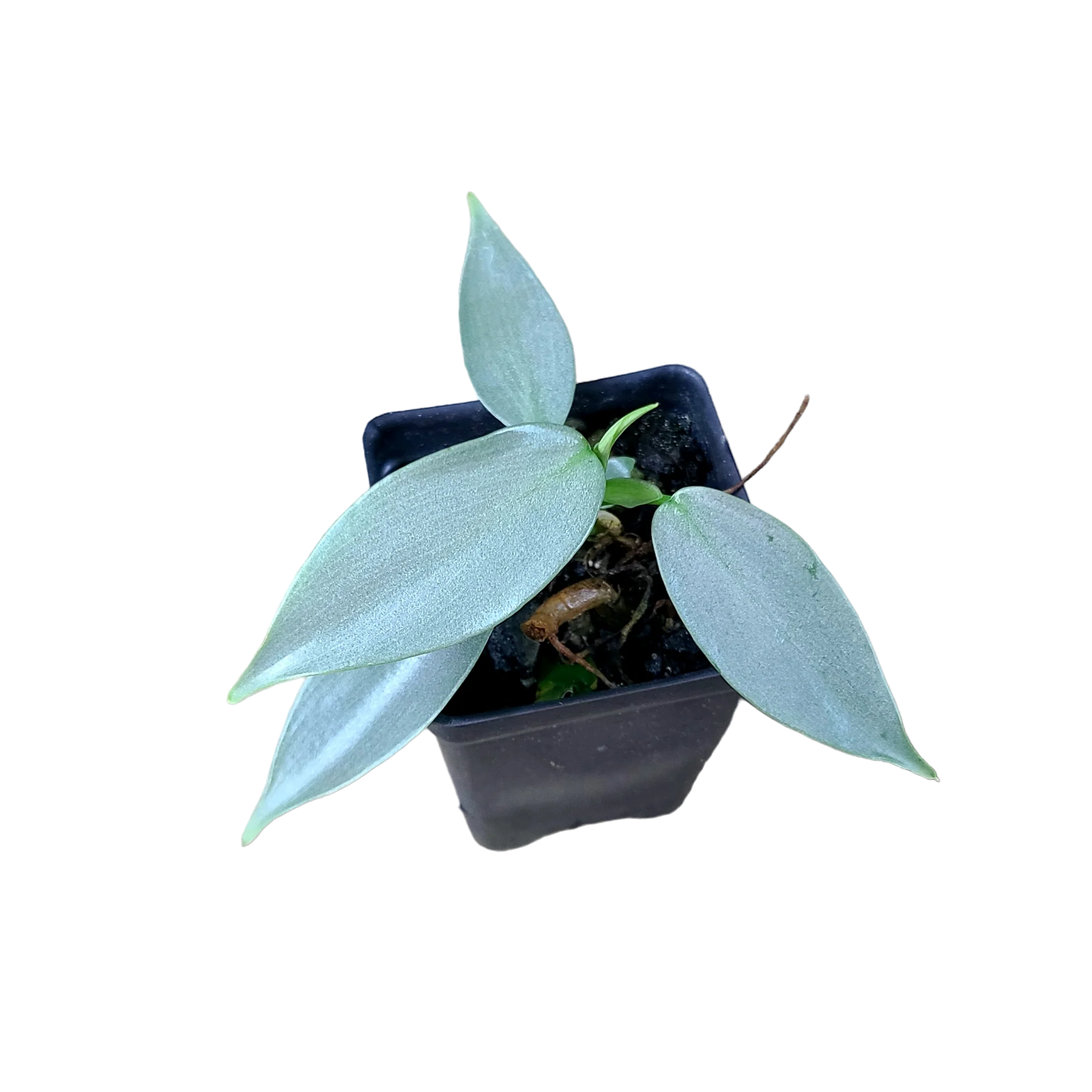 Philodendron hastatum Silver Sword "Narrow"