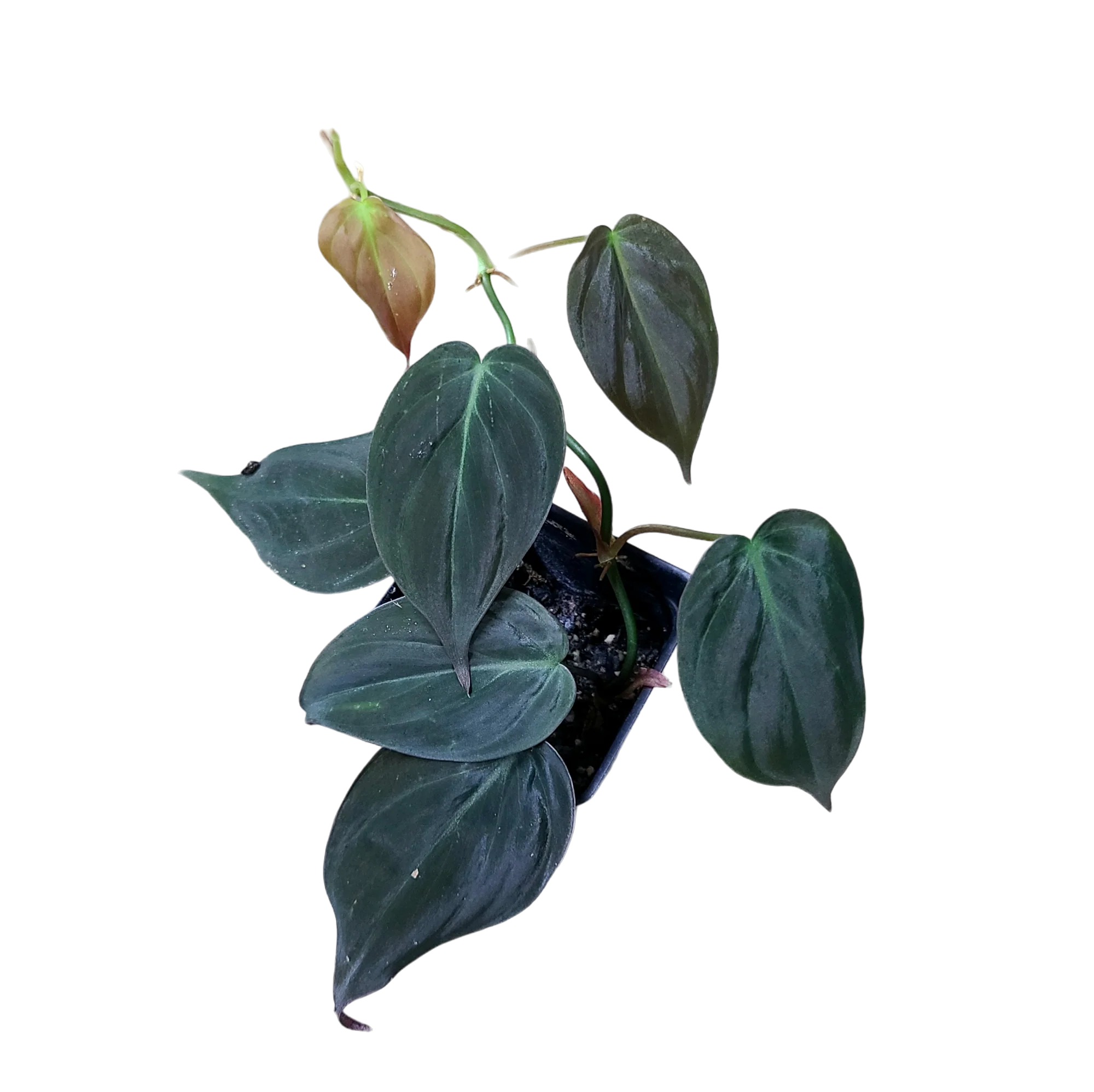 Philodendron hederaceum var. hederaceum