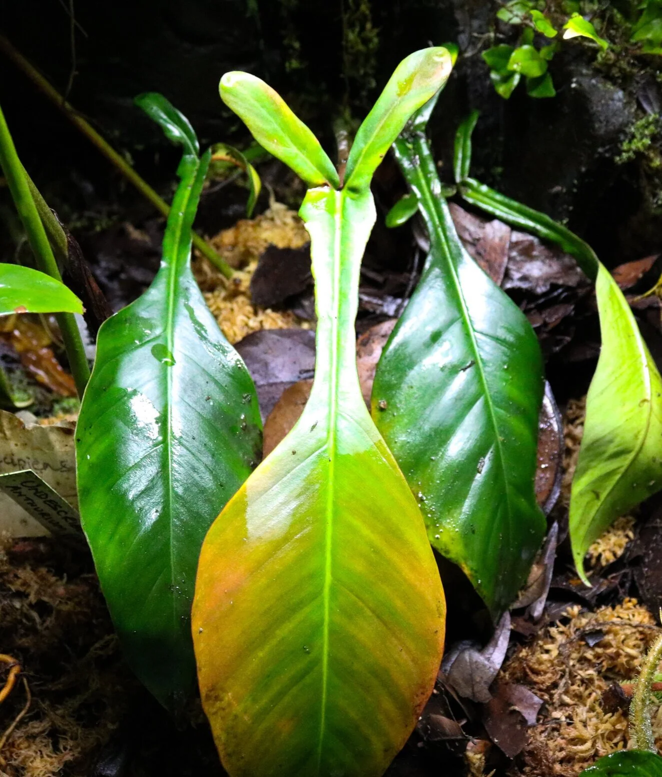 Philodendron joepii - Image 2