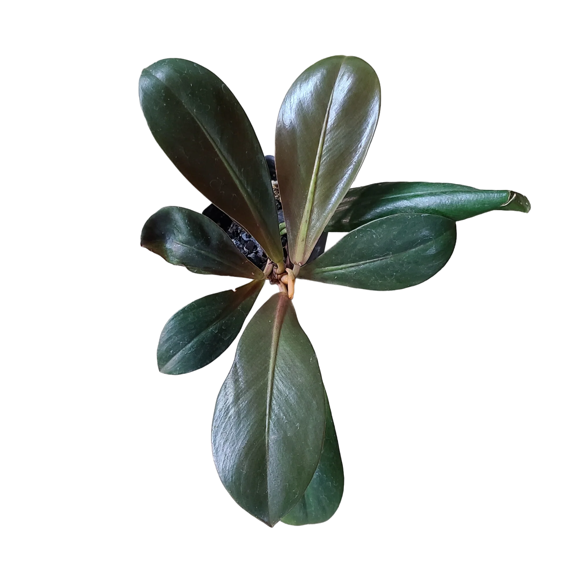 Philodendron linnaei