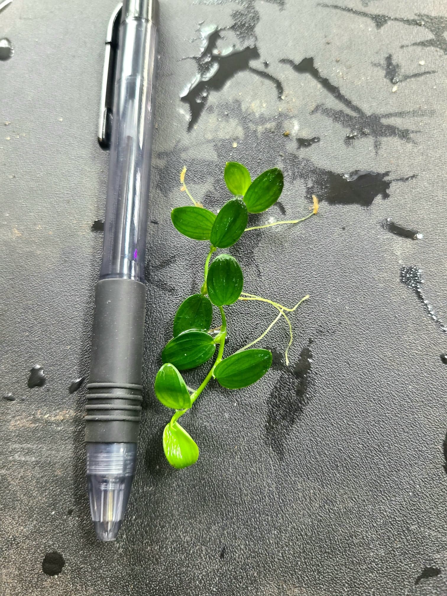Philodendron "Mini Santiago" - Image 2