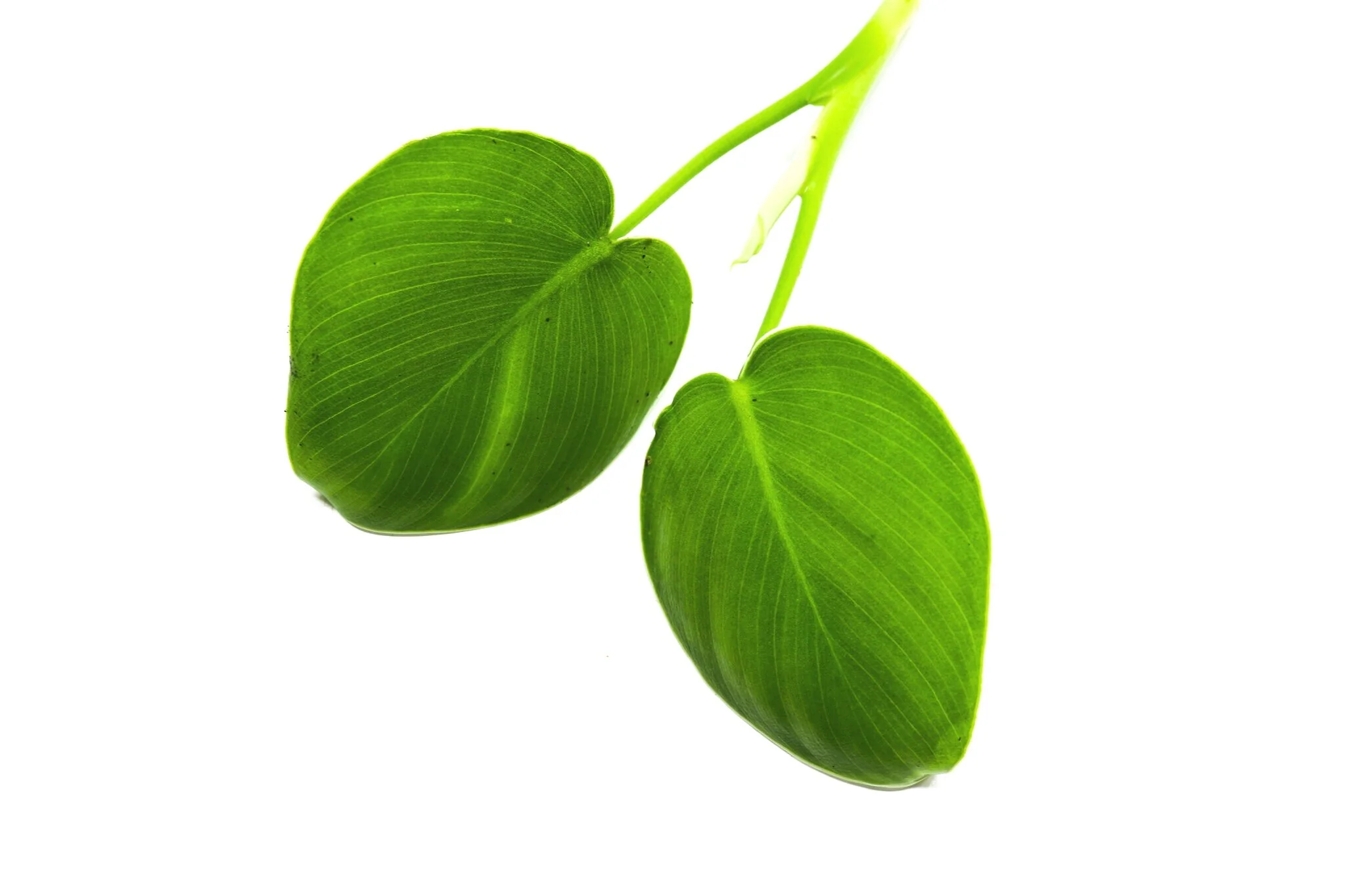 Philodendron rugosum