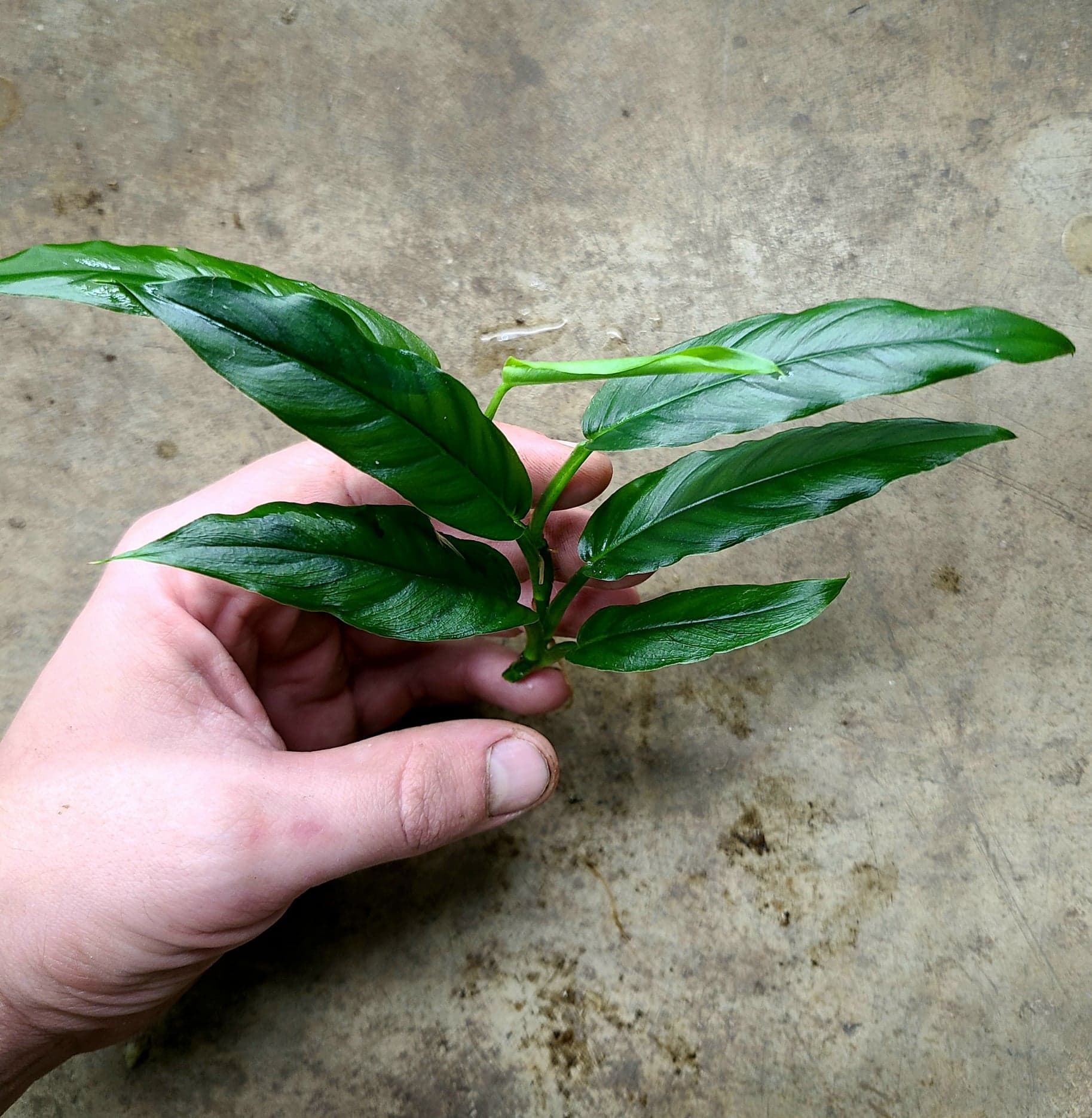 Philodendron sect. pteromischum "Costa Rica" - Image 2