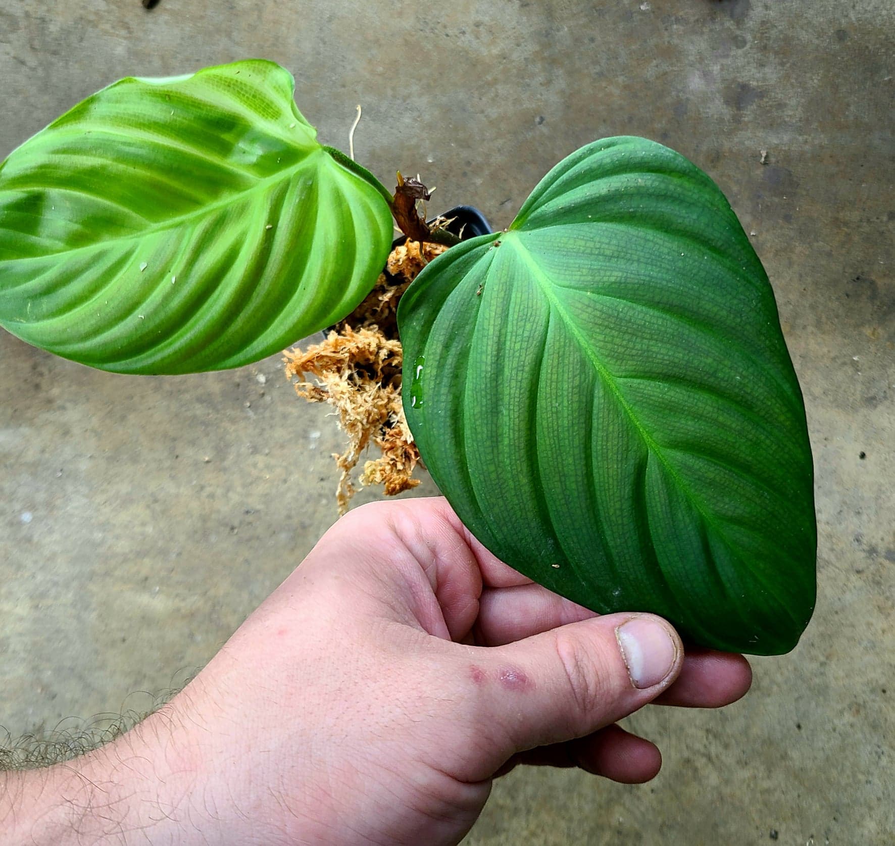 Philodendron sp. "Fuzzy Petiole" - Image 2