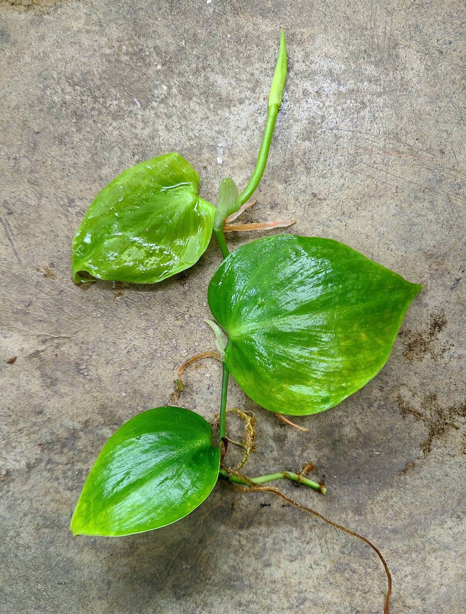 Philodendron sp. Shingling - Image 2
