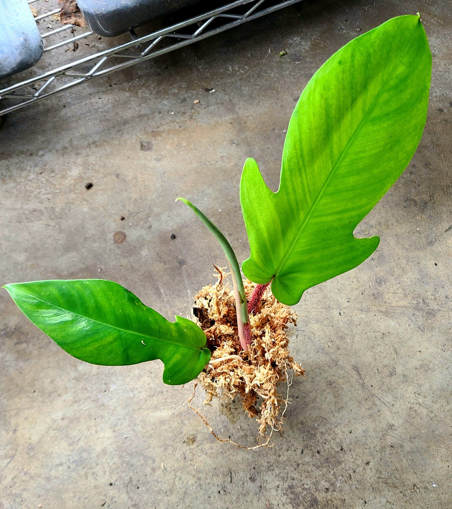 Philodendron squamiferum - Image 2