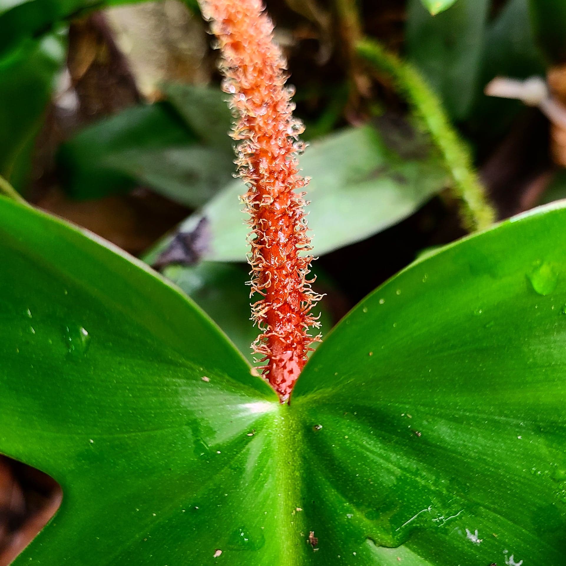 Philodendron squamiferum - Image 3