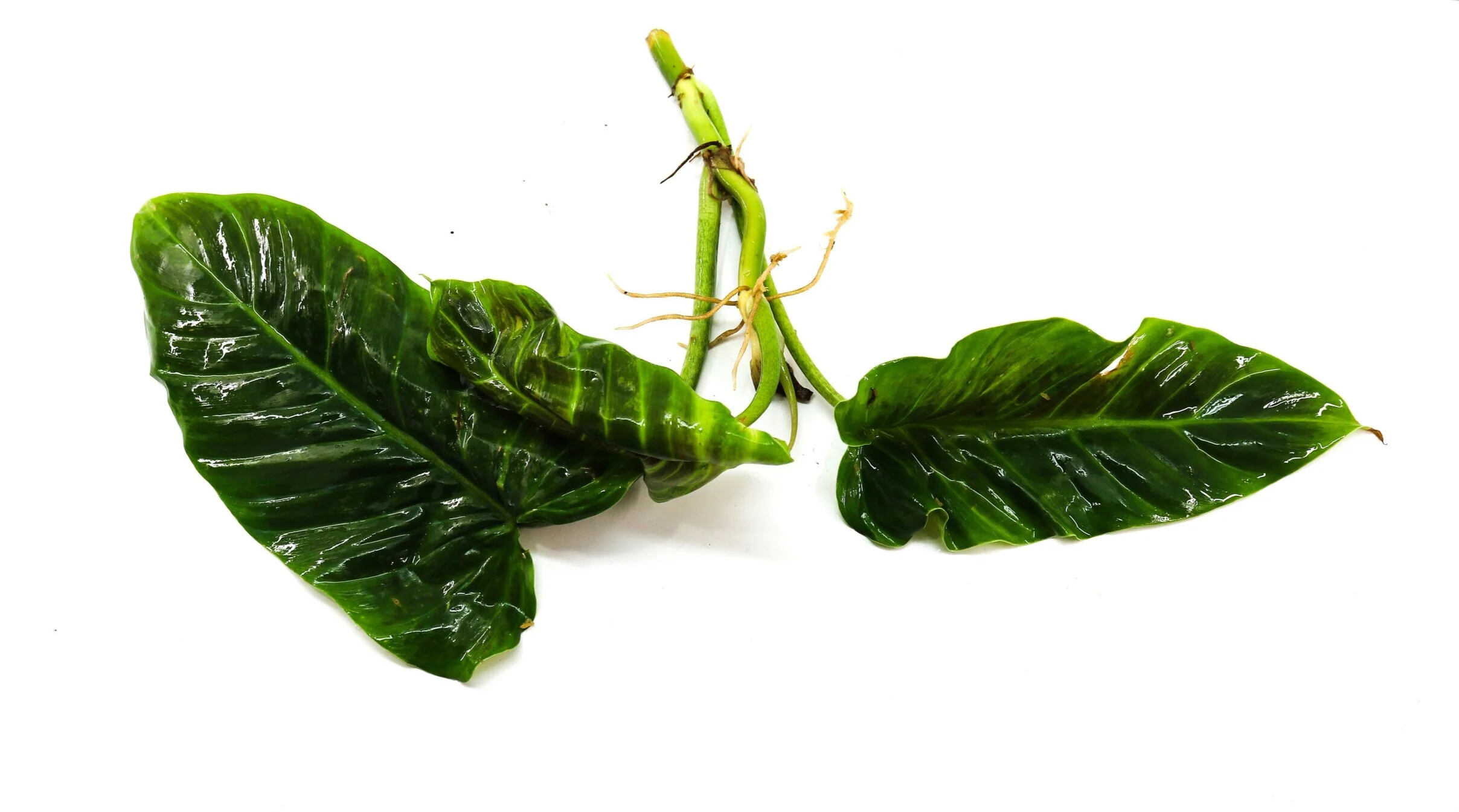 Philodendron subhastatum