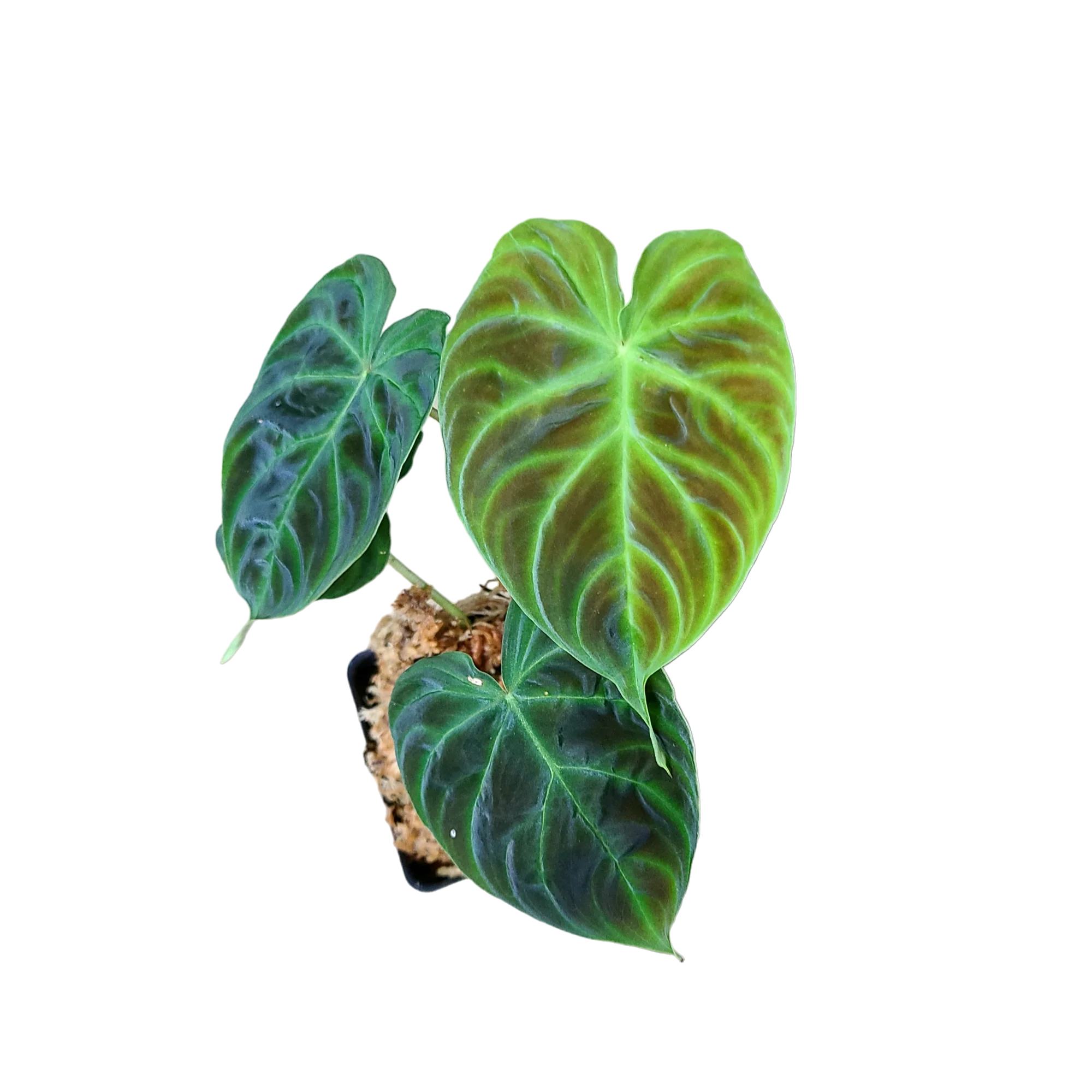 Philodendron verrucosum Ecuador - Mini