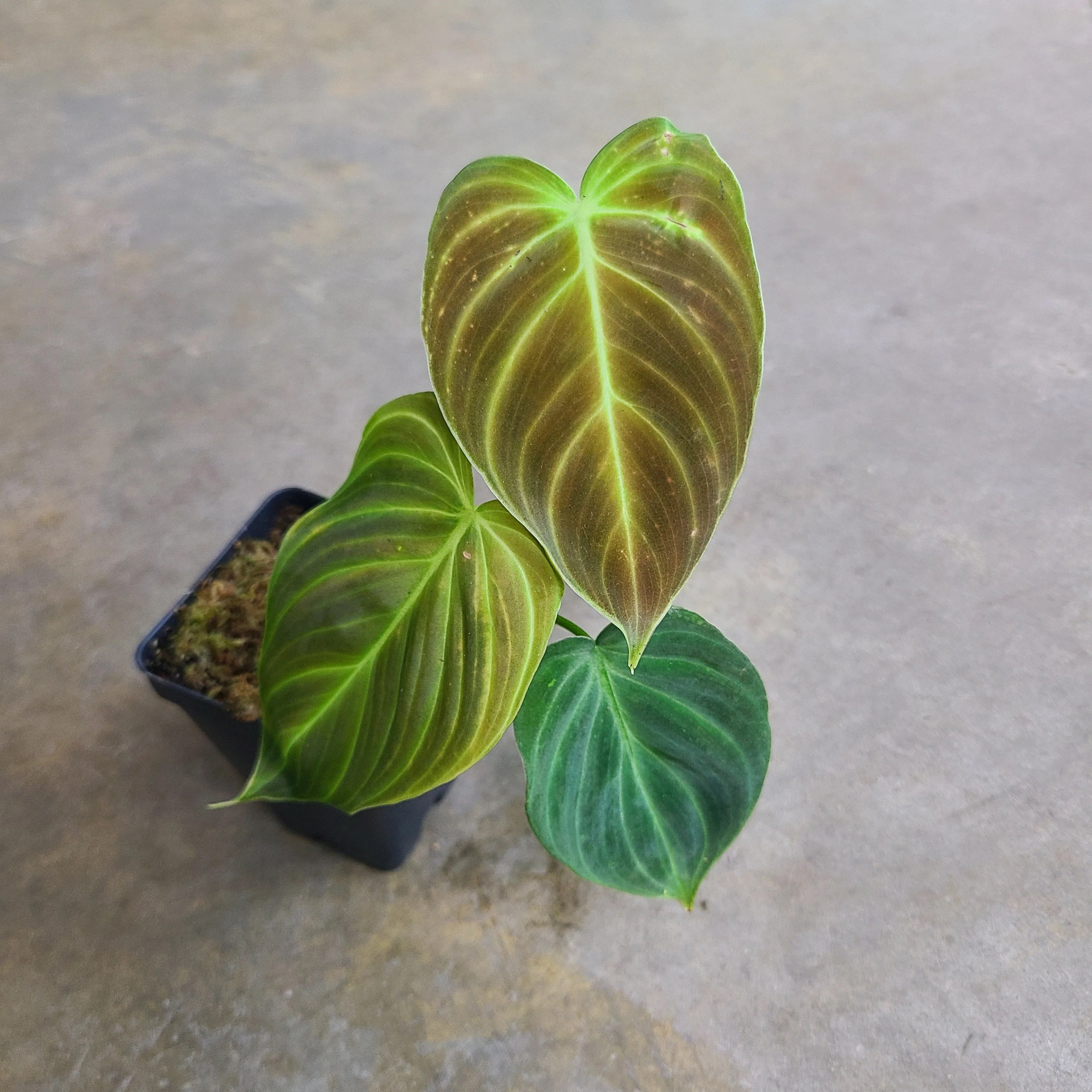 Philodendron verrucosum x melanochrysum 'Splendid' - Image 2