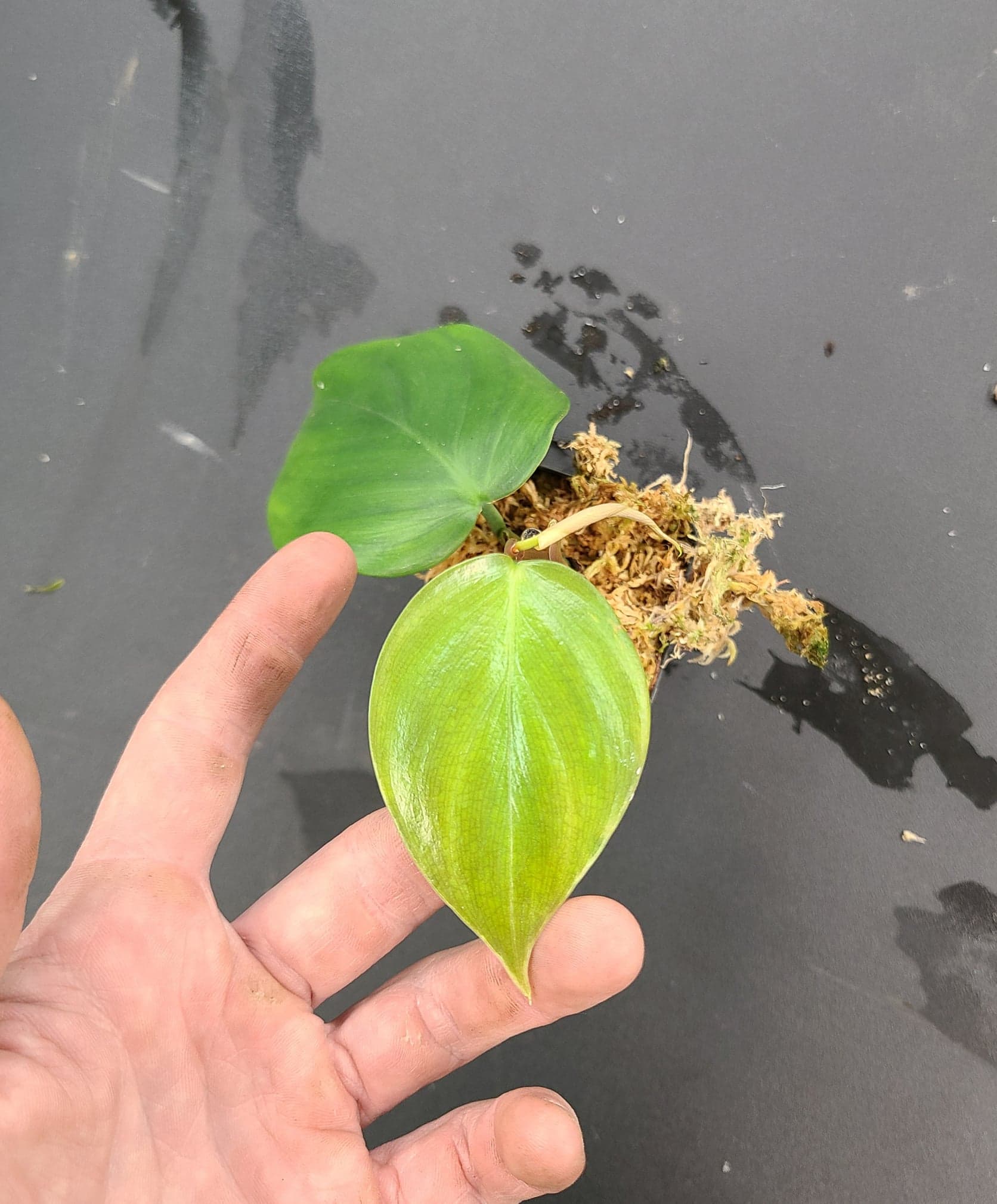 Philodendron villamangense 'Pangui'