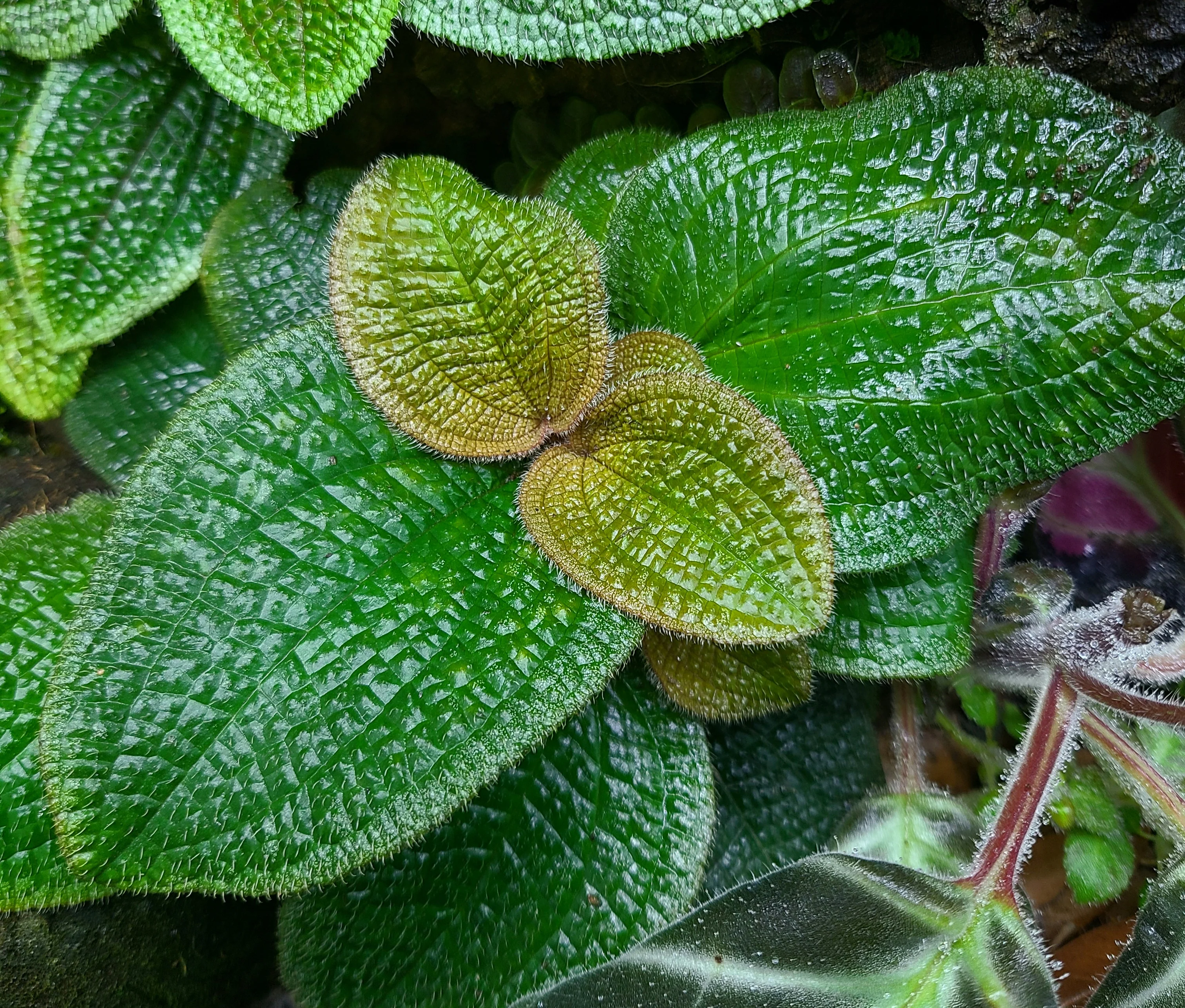 Phyllagathis prostrata