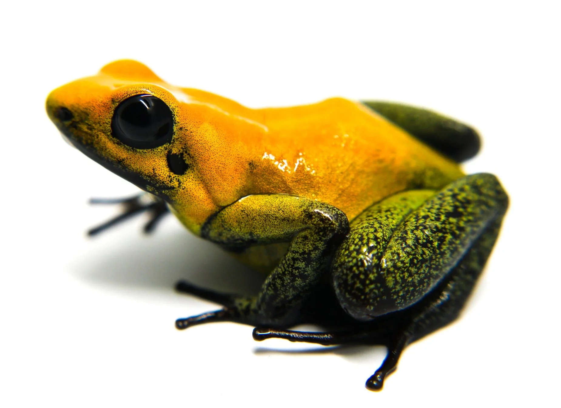 Phyllobates bicolor Tadpole - Image 3