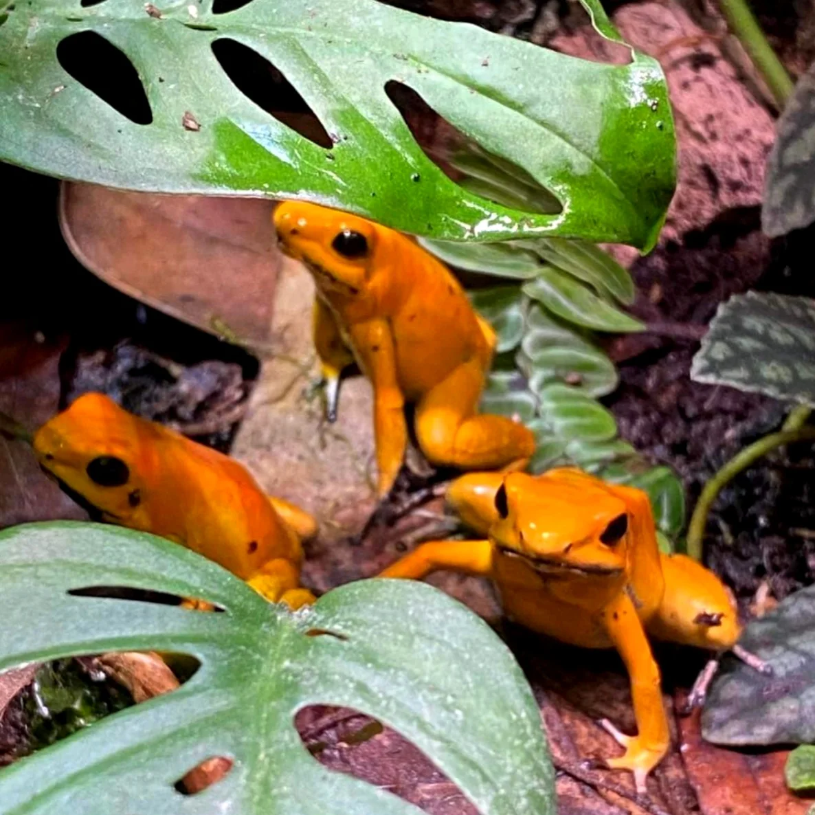 Phyllobates terribilis "Orange" - Image 2