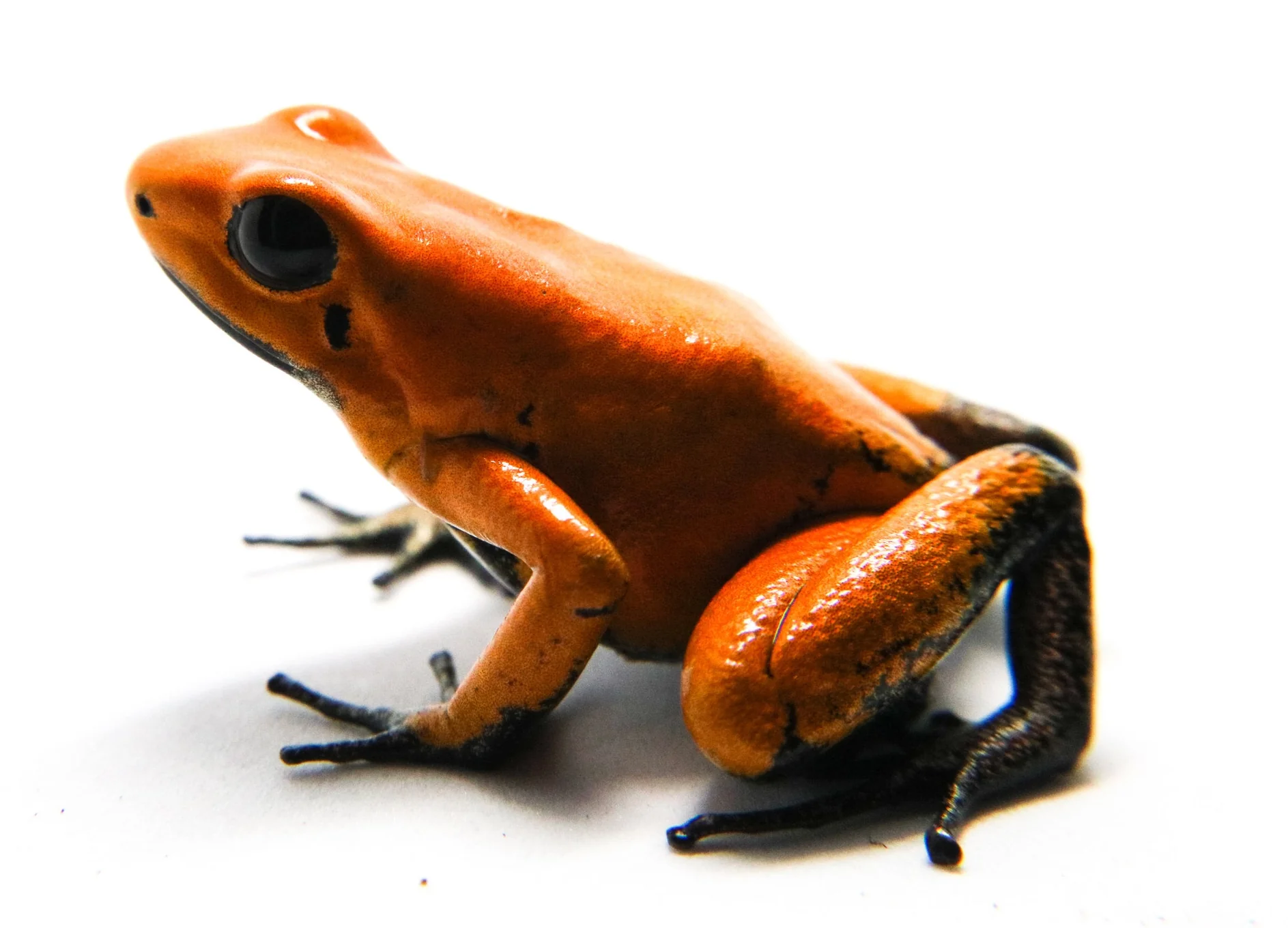 Phyllobates terribilis "Orange Blackfoot" - Image 3
