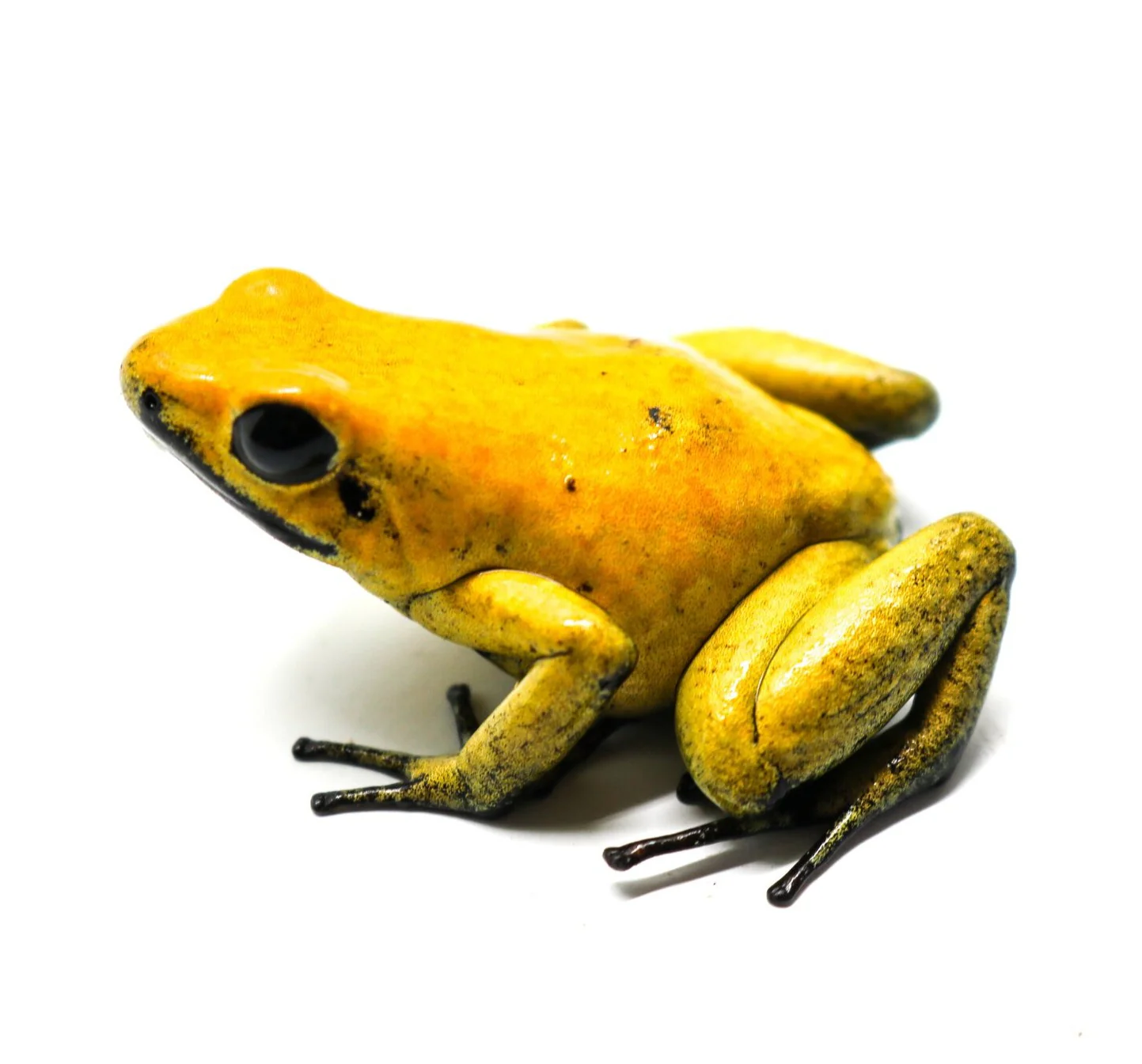 Phyllobates terribilis "Yellow"