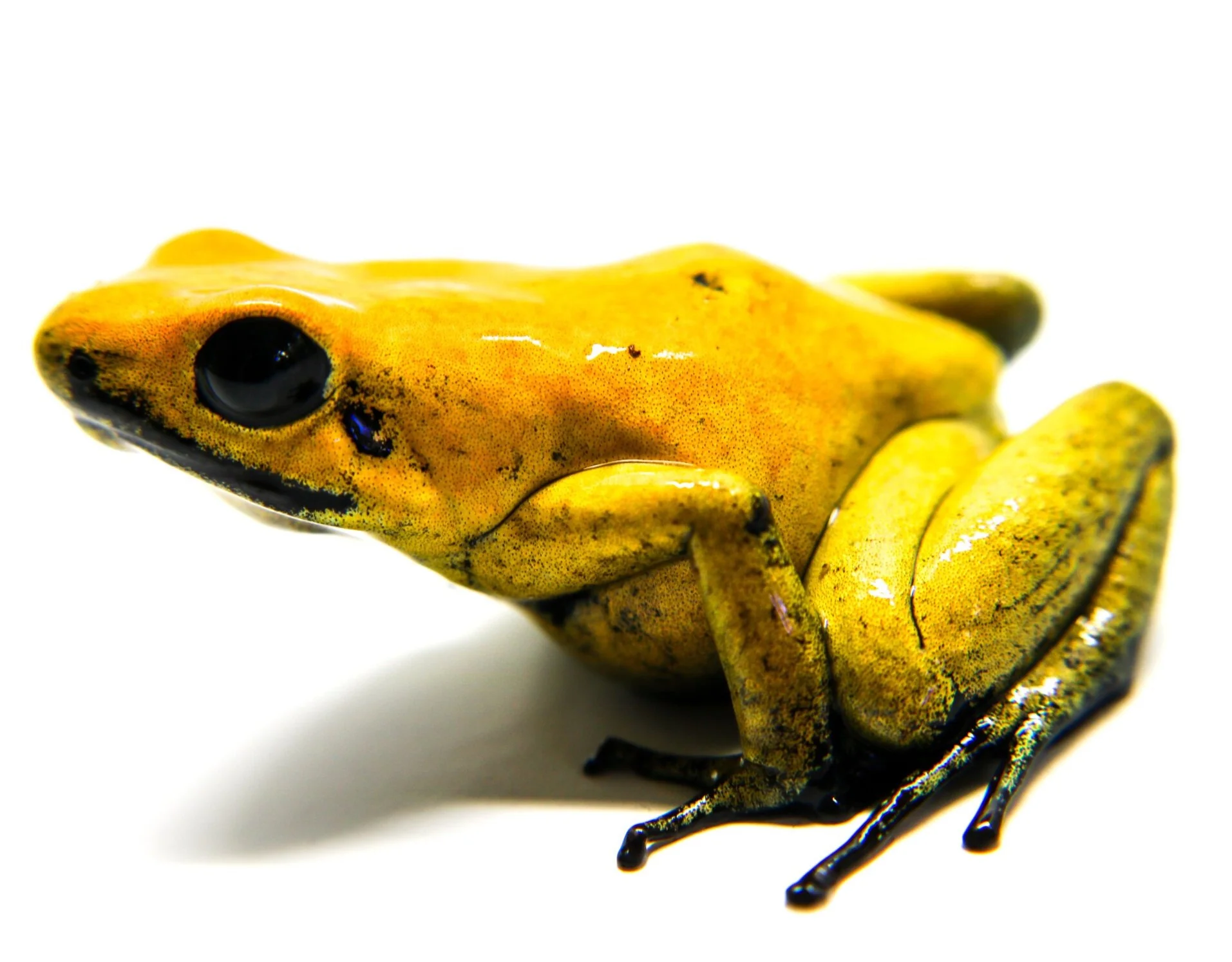 Phyllobates terribilis "Yellow" Tadpole - Image 3