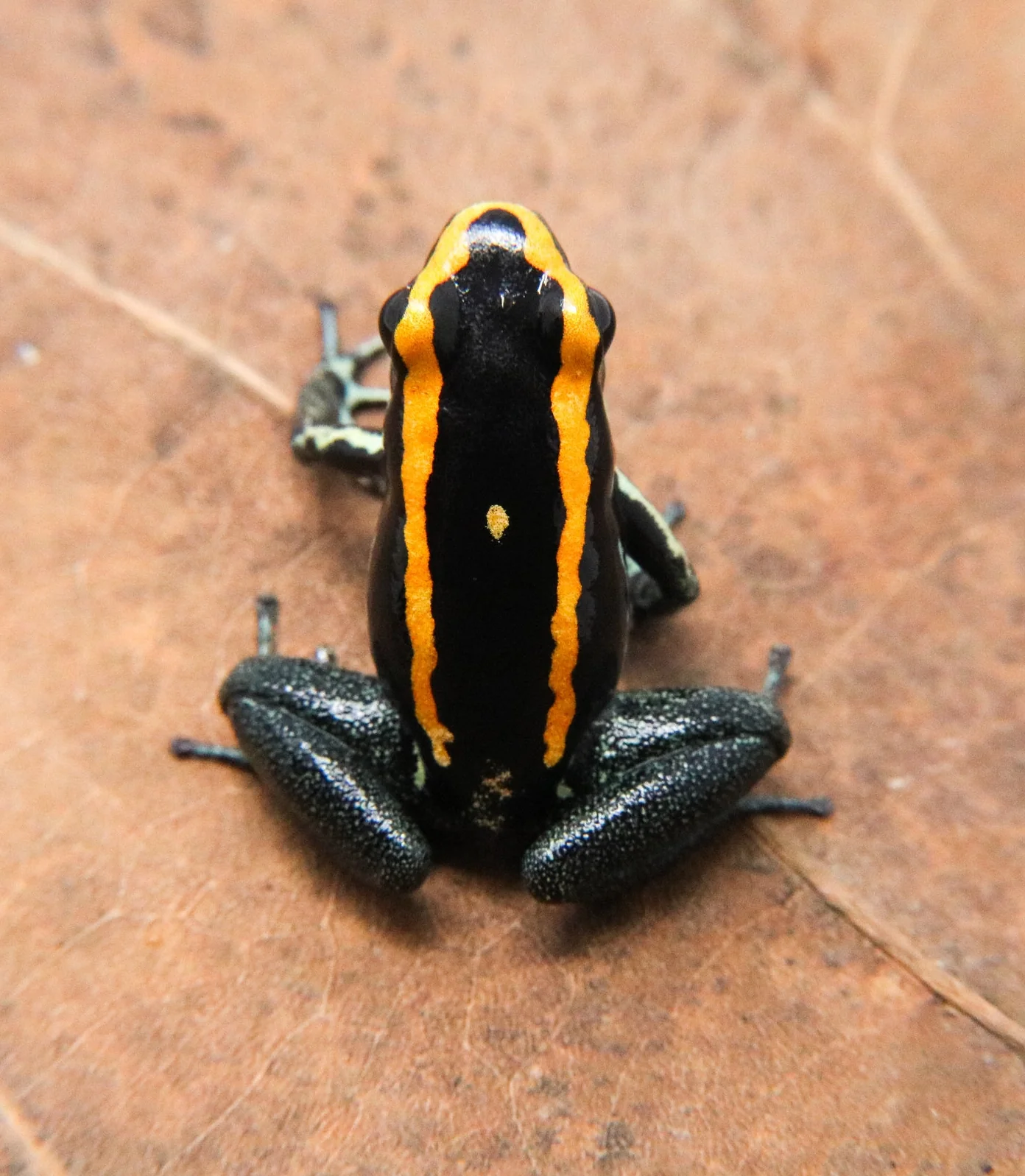 Phyllobates vittatus - Image 2