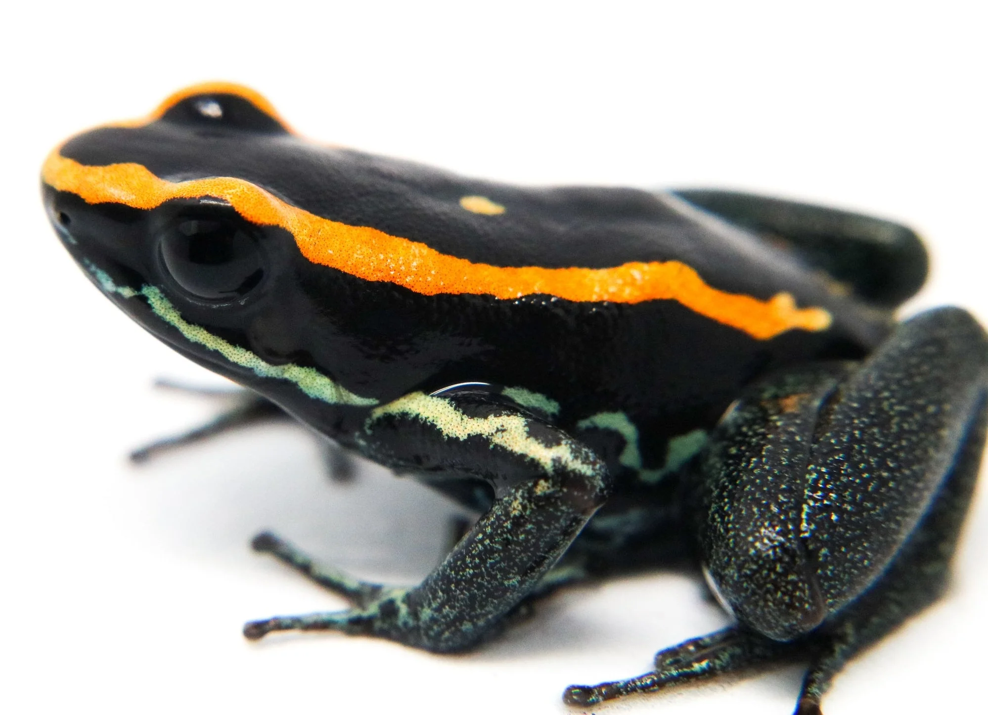Phyllobates vittatus Tadpole - Image 3