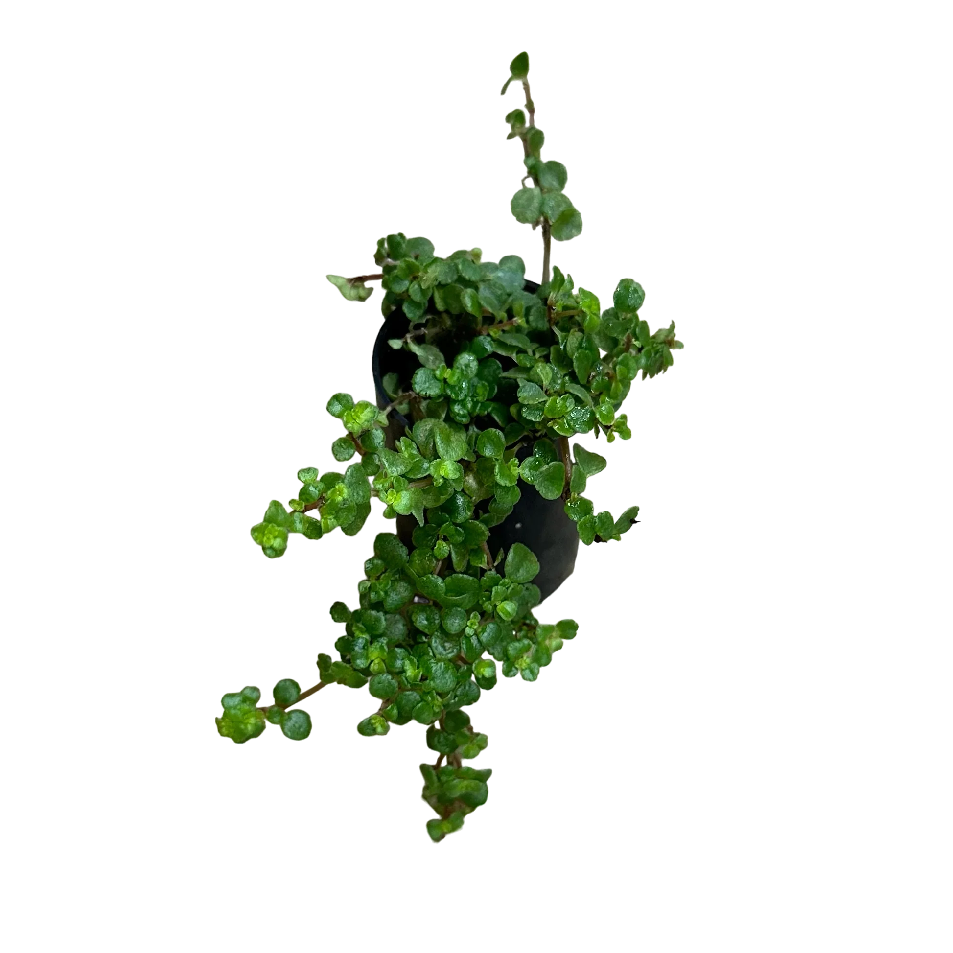 Pilea depressa (Tiny Tears)