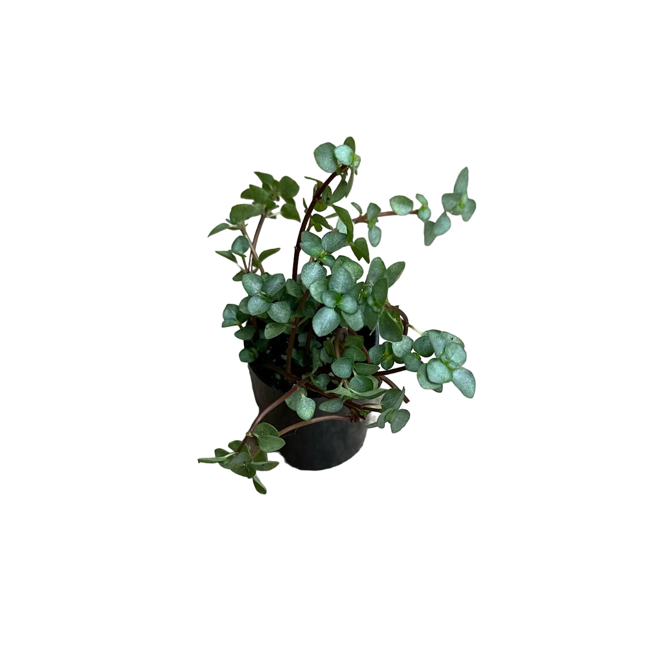 Pilea libanensis (Silver Sparkle)