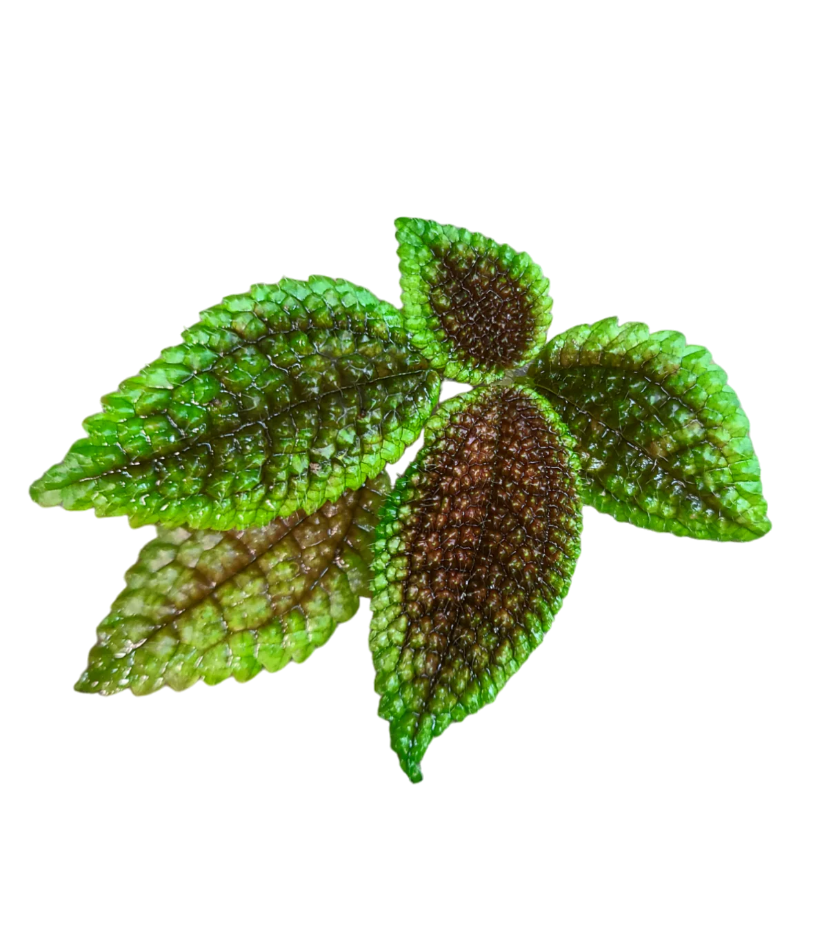 Pilea involcrata Moon Valley