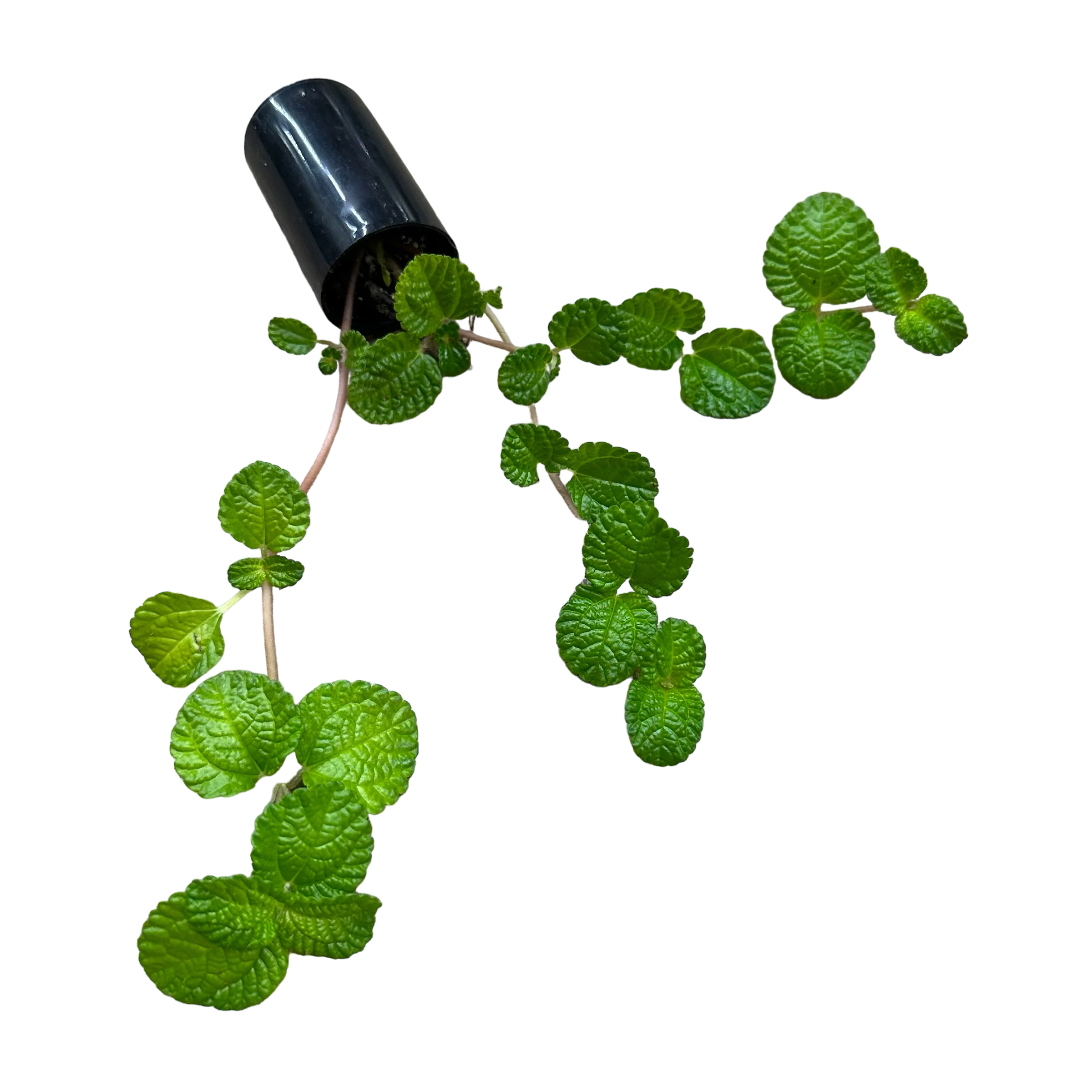 Pilea nummularifolia