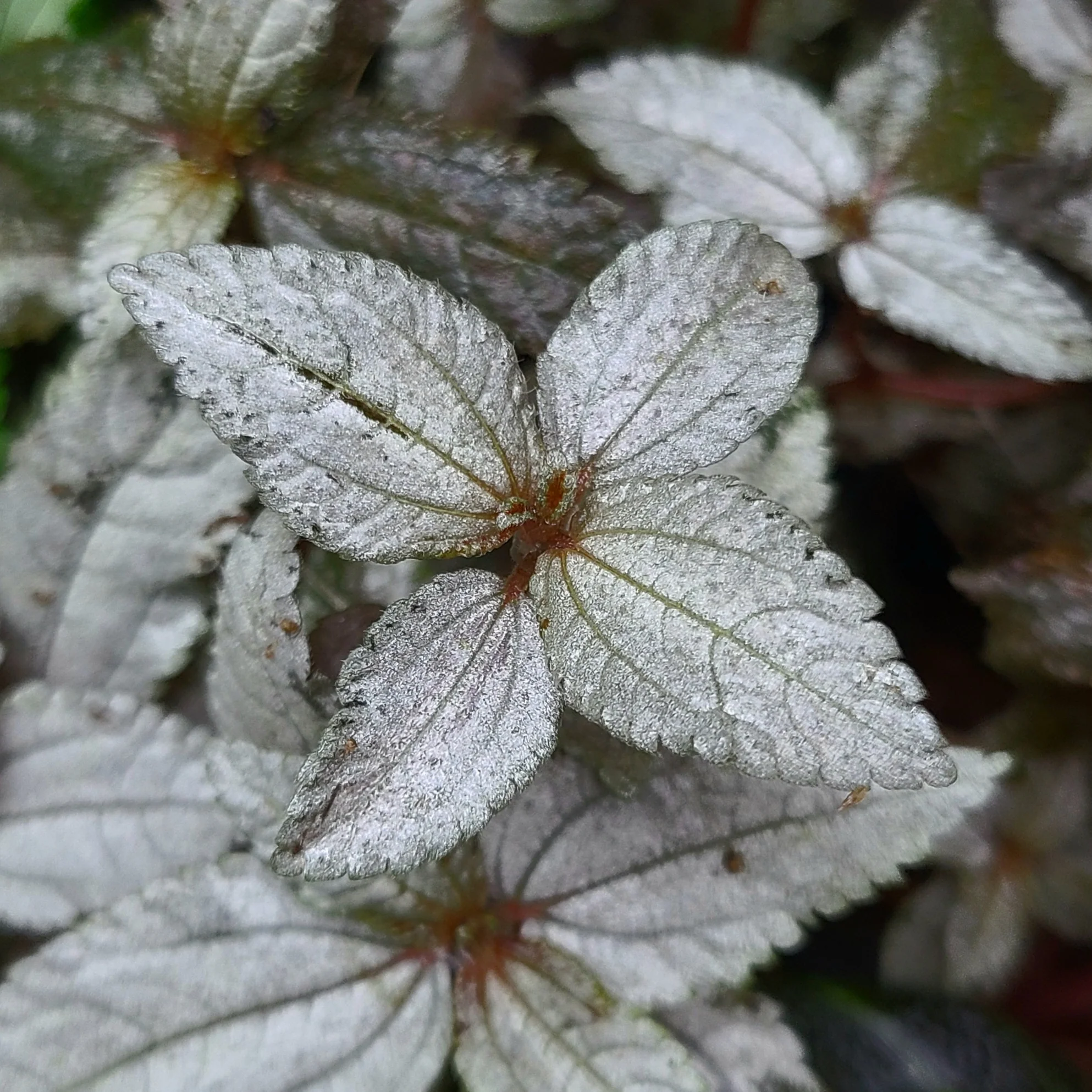 Pilea pubescens ‘Silver Cloud’